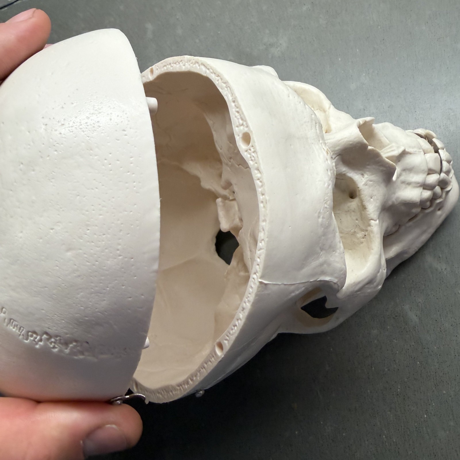 Skull~Medical Dental Anatomical Model~1 To 1~Removable Lower Jaw And Cranium