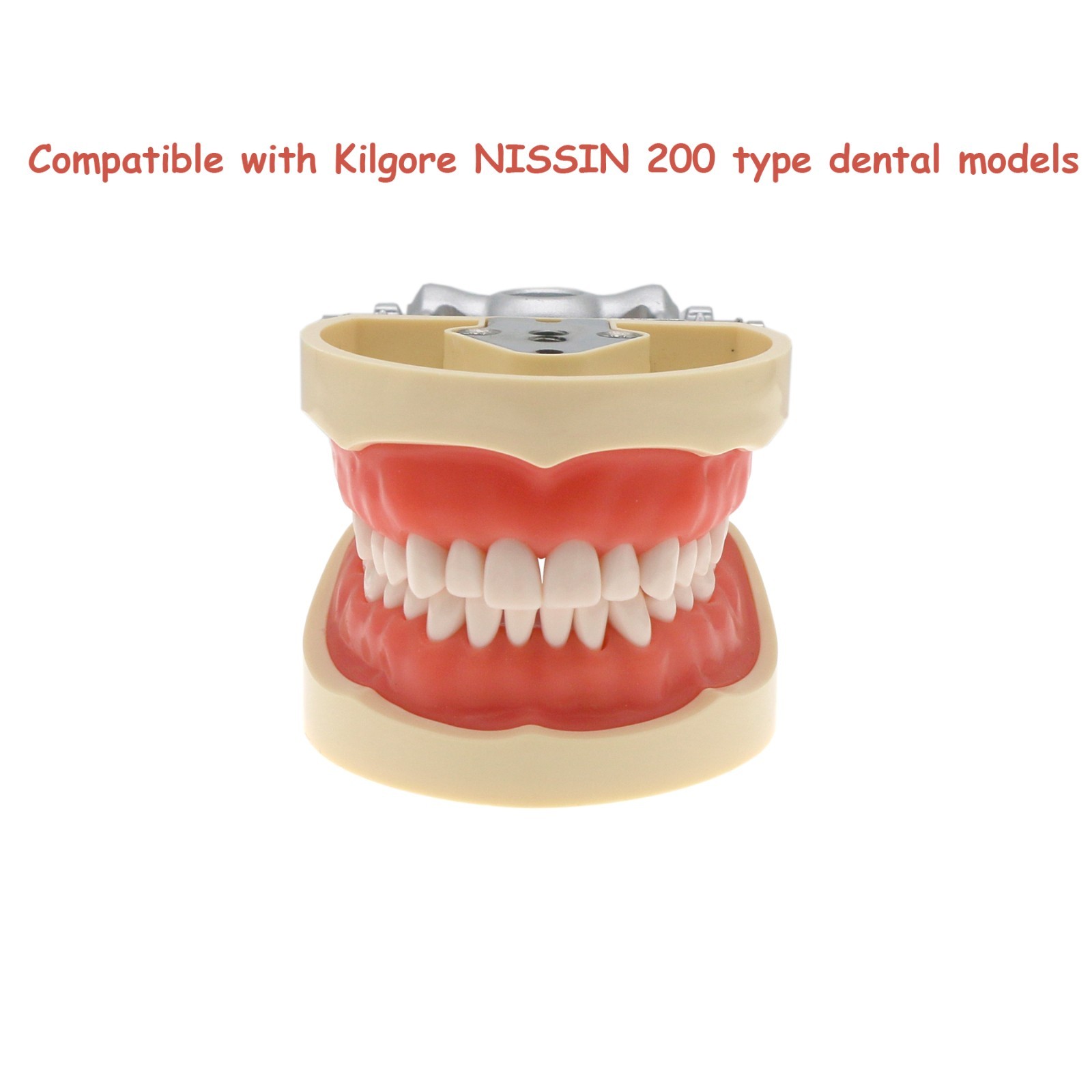 US Dental Typodont Model Mounting Pole Compatible with Columbia/Kilgore/Nissin