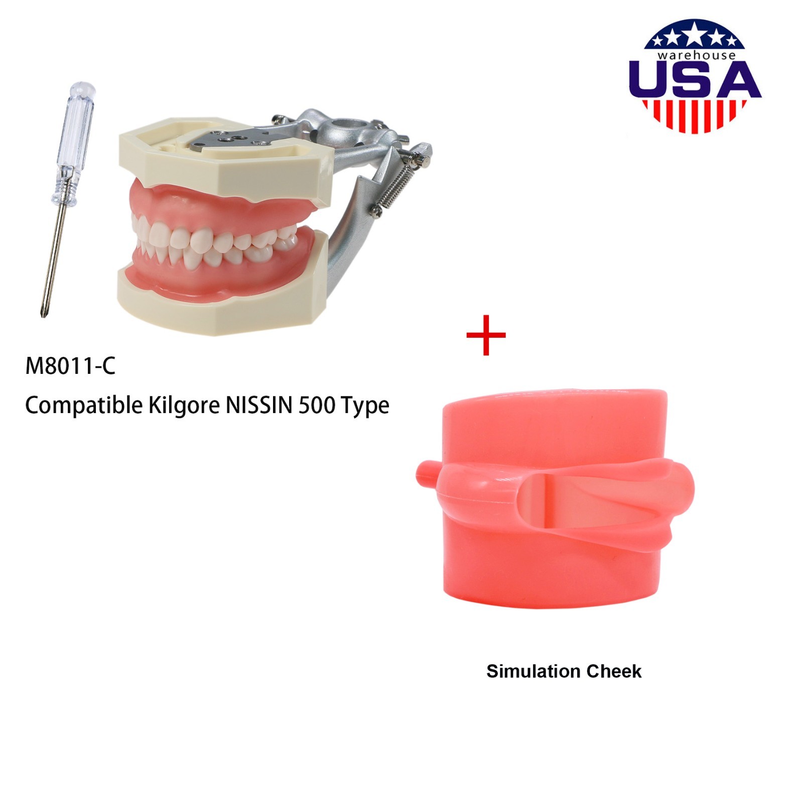 US Dental Kilgore NISSIN Type 28/32Pcs Teeth Typodont Model With Removable Teeth