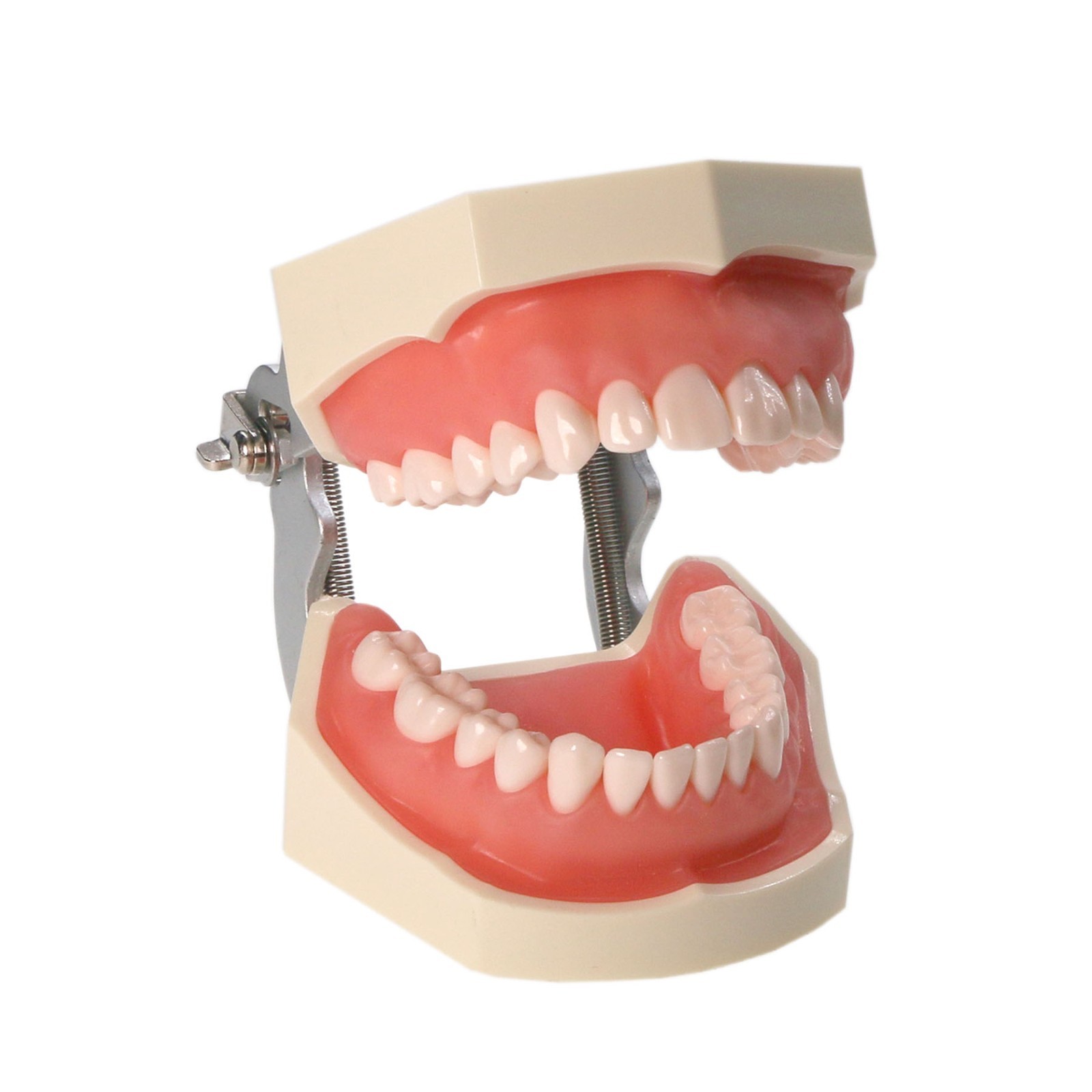 US Dental Typodont Teeth Model Mounting Pole Fit Columbia Kilgore Nissin Frasaco