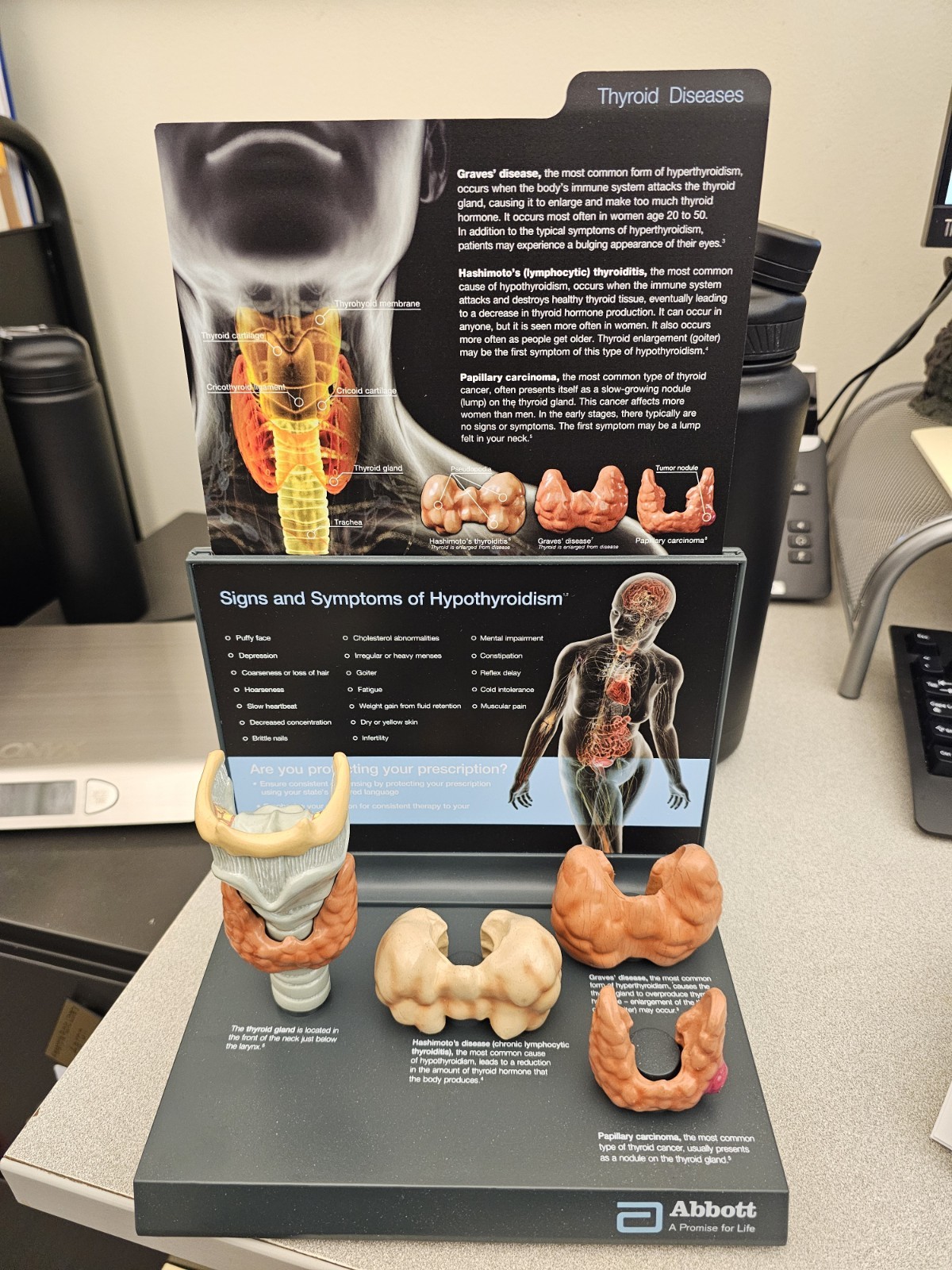 PVC Anatomical Thyroid Model w/Removeable Parts & Education Card. USED !!!