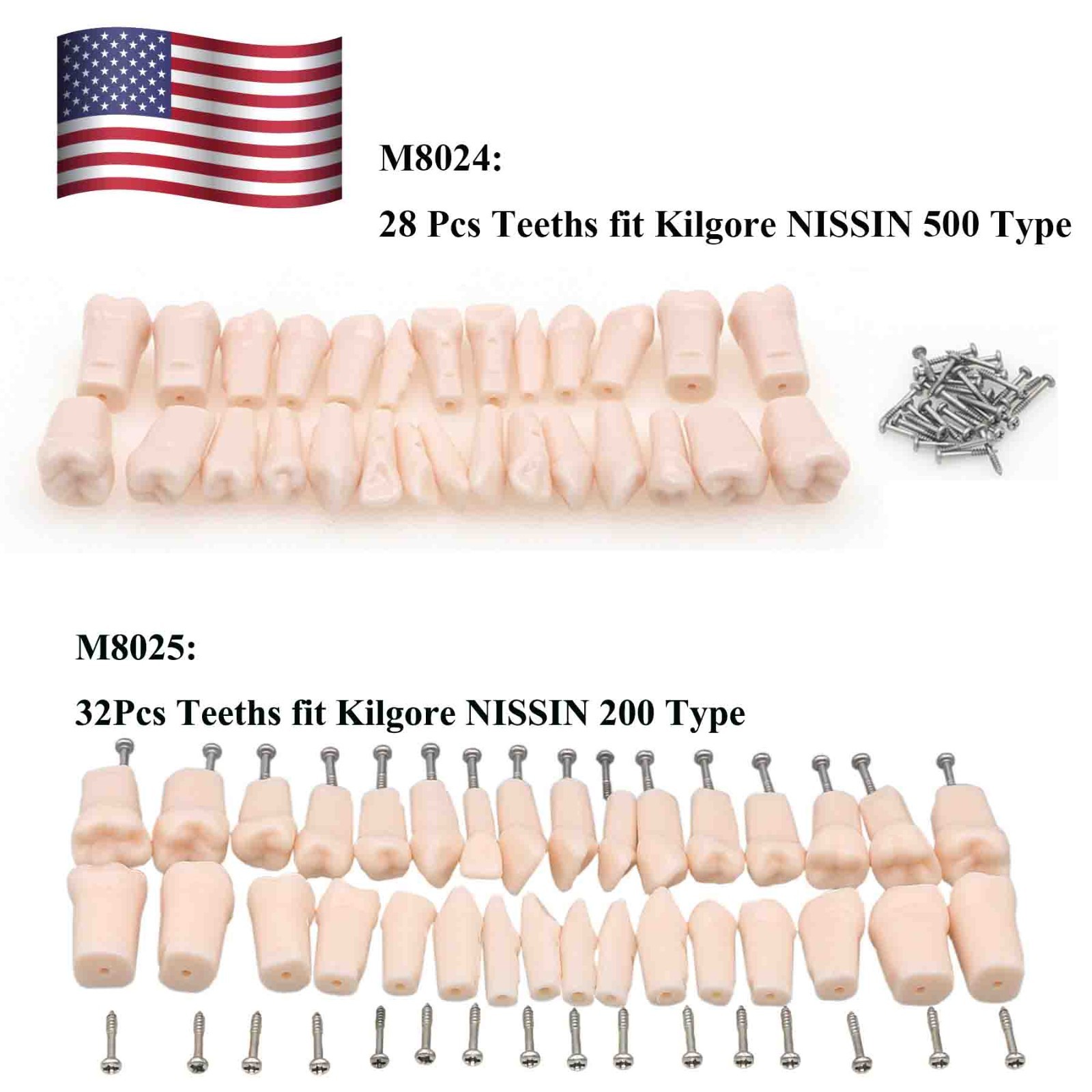 US Kilgore Nissin 200/500 Type Dental Typodont Model Removable Teeth & Screws