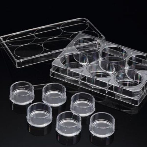 3D Cell Culture Plate Insert™ Hanging, PC, 3μm/8μm, Sterile, 6 Pcs/PK, 24 Pcs/CS