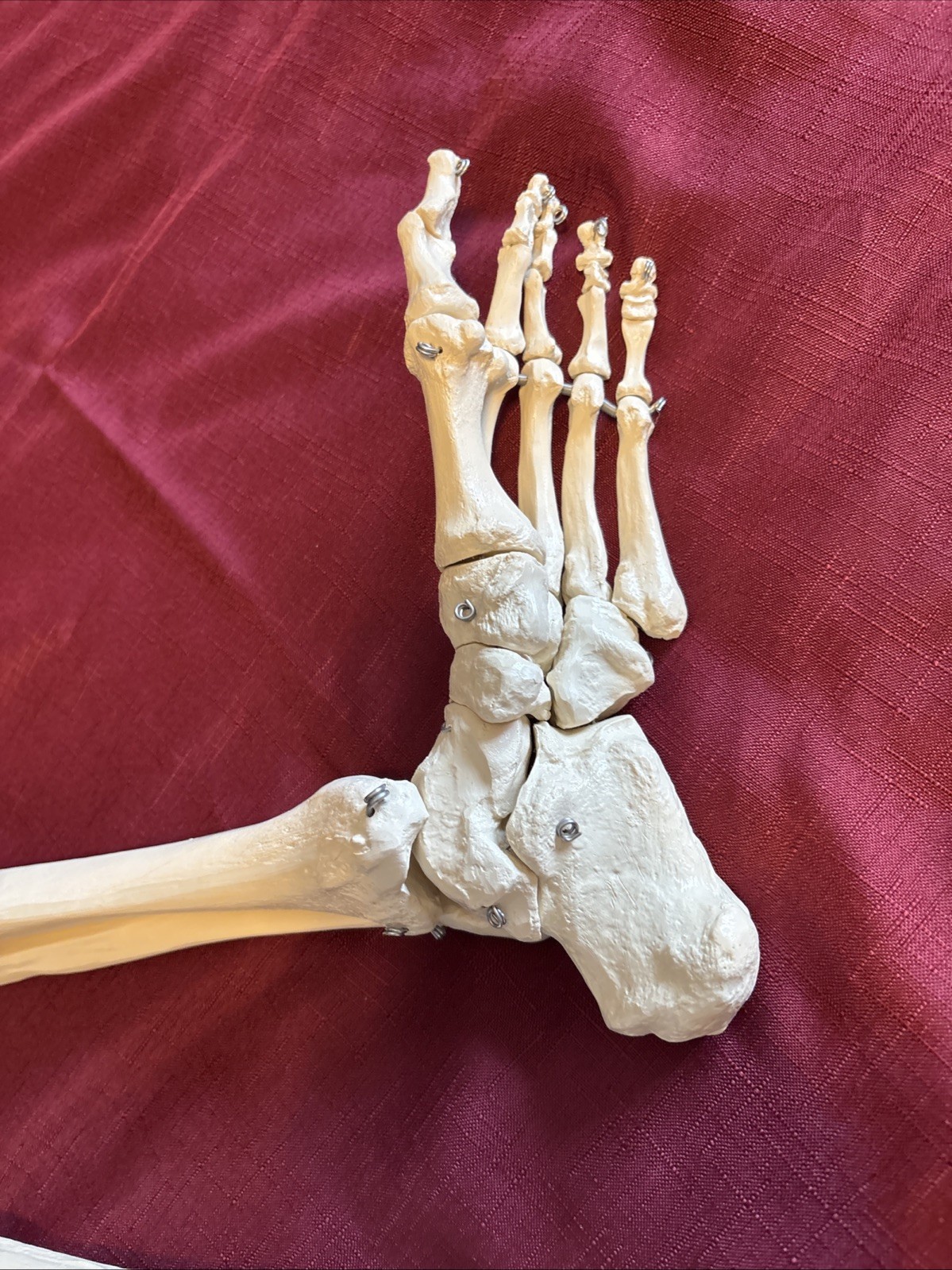 Human Leg And Foot Skeleton, Resin Model Bones