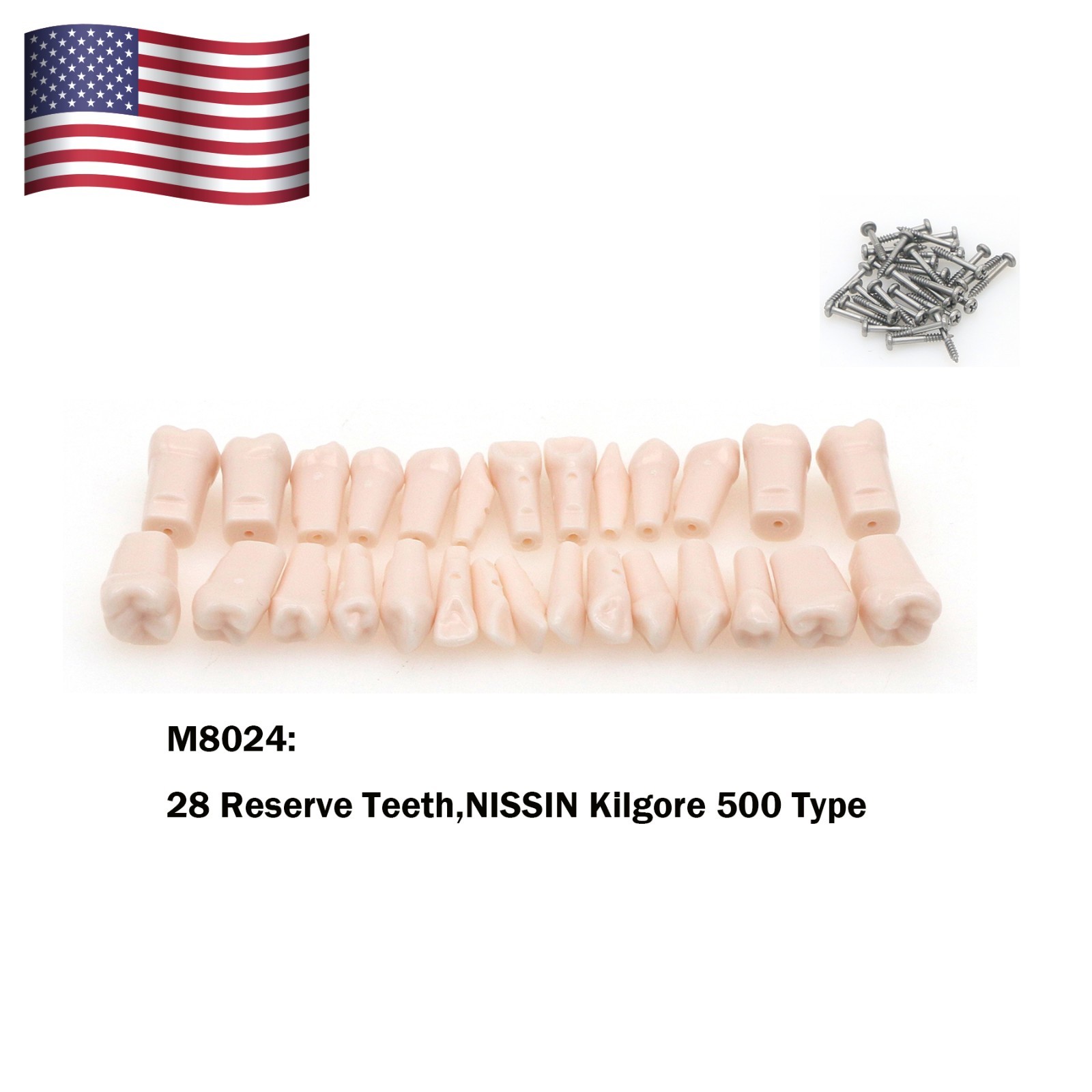 Kilgore Nissin 200/500 Dental Typodont Model With Removable Teeth Mounting Pole