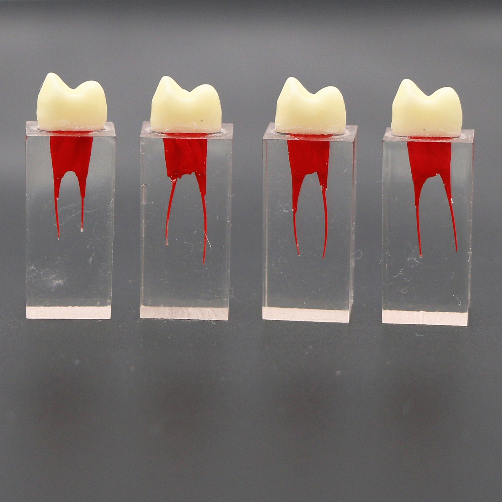 10Pcs Dental Endo Root Canals Teeth Model Practice Block RCT Pulp Cavity Study
