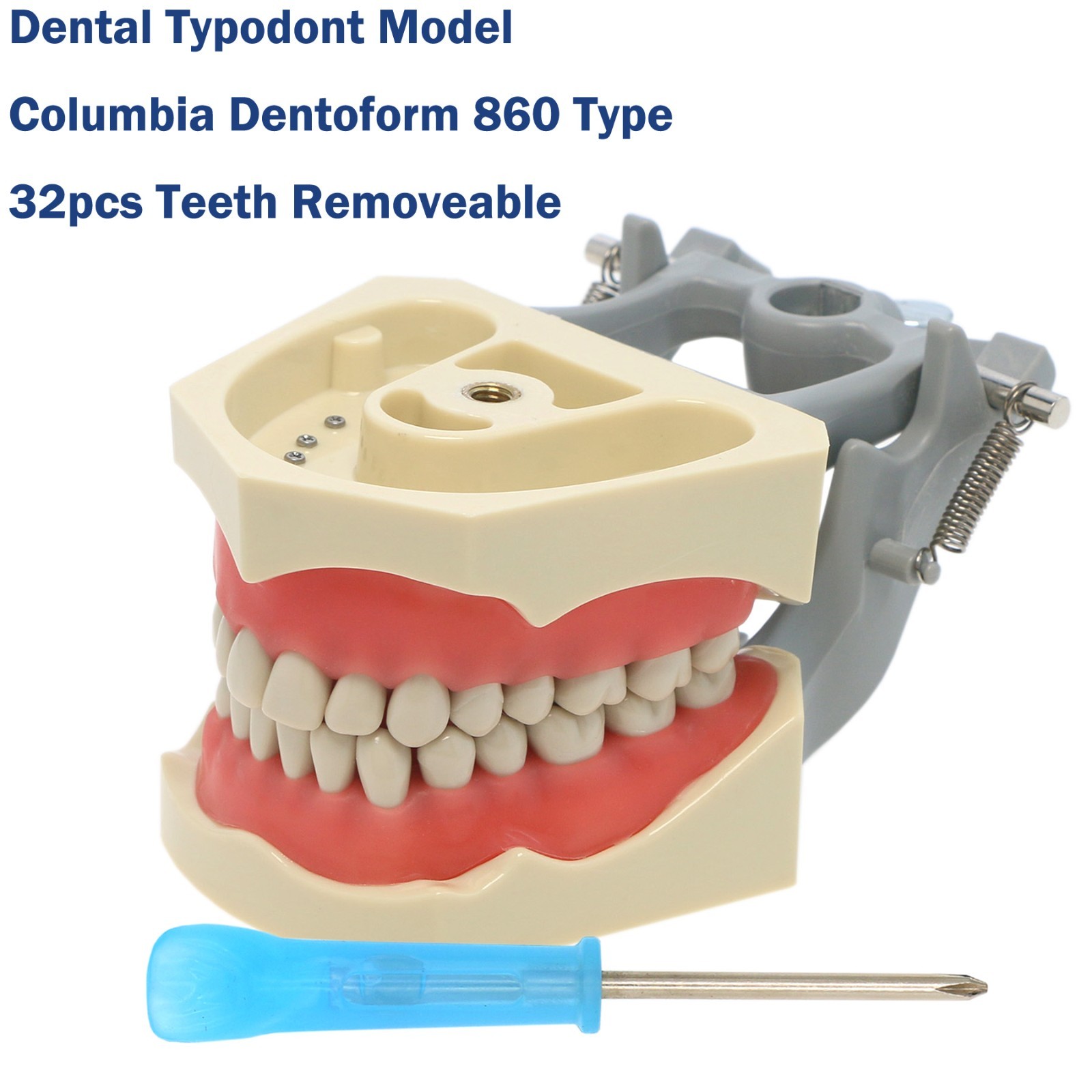 US Dental Typodont Teeth Model Mounting Pole Fit Columbia Kilgore Nissin Frasaco