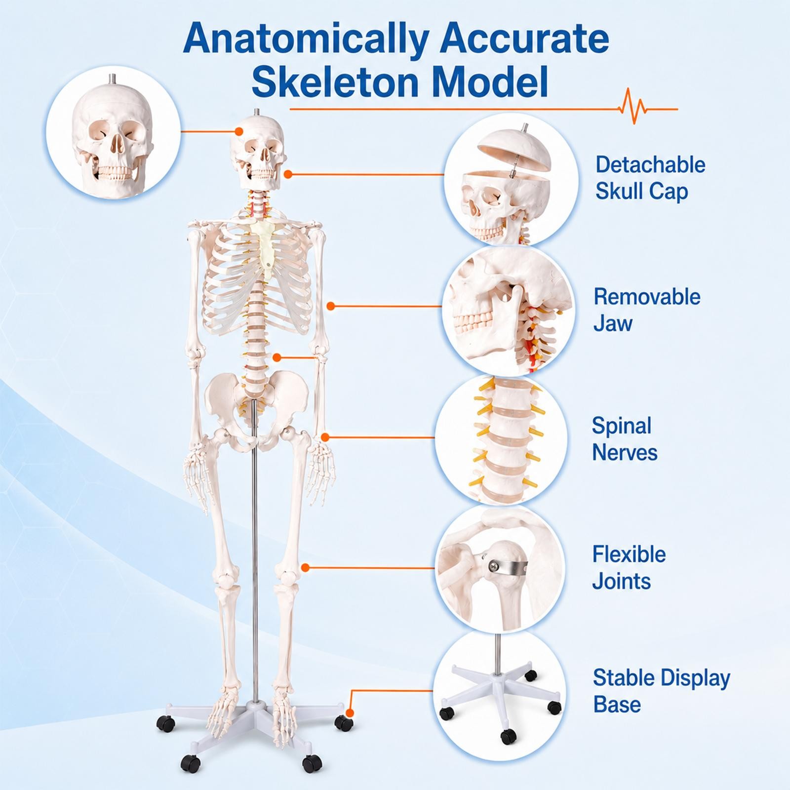 New Life Size Human Anatomical Anatomy Skeleton Medical Model, Stand