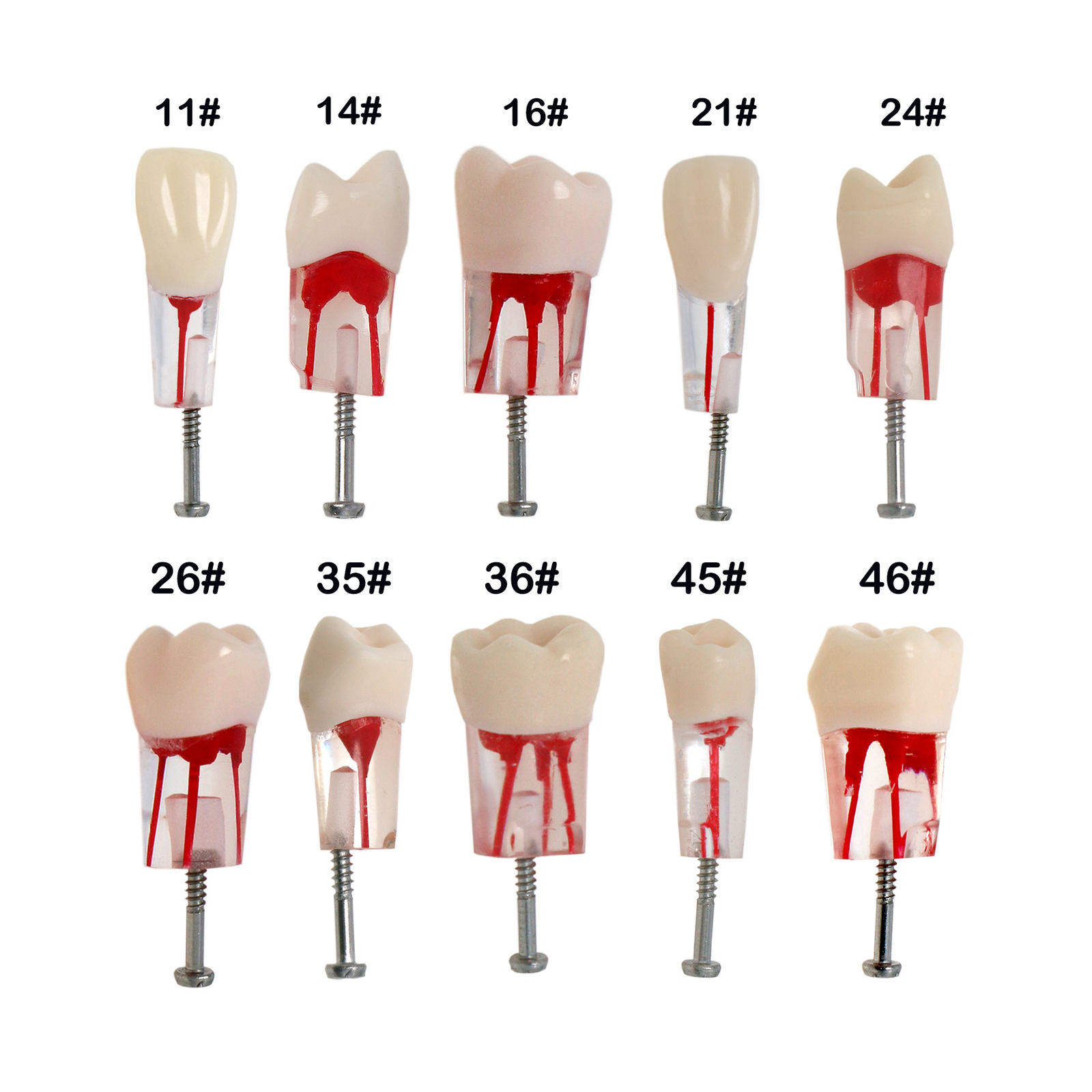 Dental Endo Root Canal Practise Typodont Kilgore Nissin Type 28Pcs Teeth Model