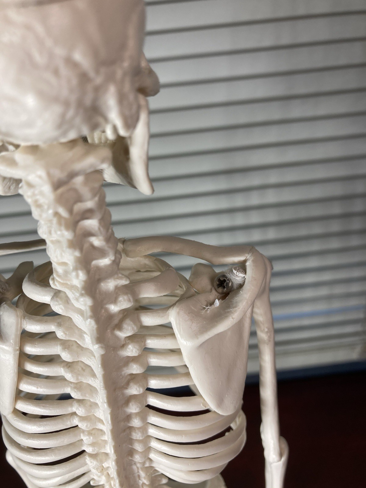 Human Anatomy Model Skeleton Medical Educational Learning Aid with Stand