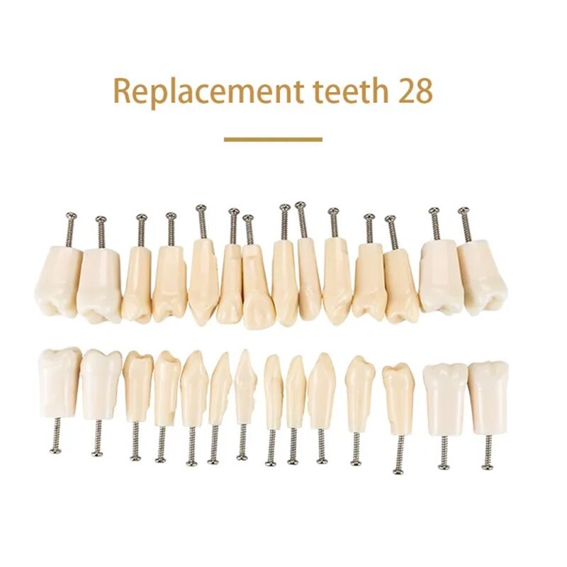 Dental Typodont Replacement Screw-in Teeth Model Resin Teeth for Teaching Study