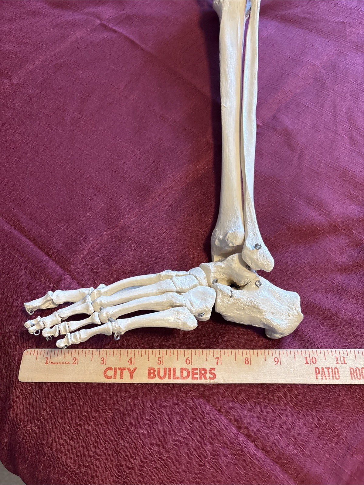 Human Leg And Foot Skeleton, Resin Model Bones