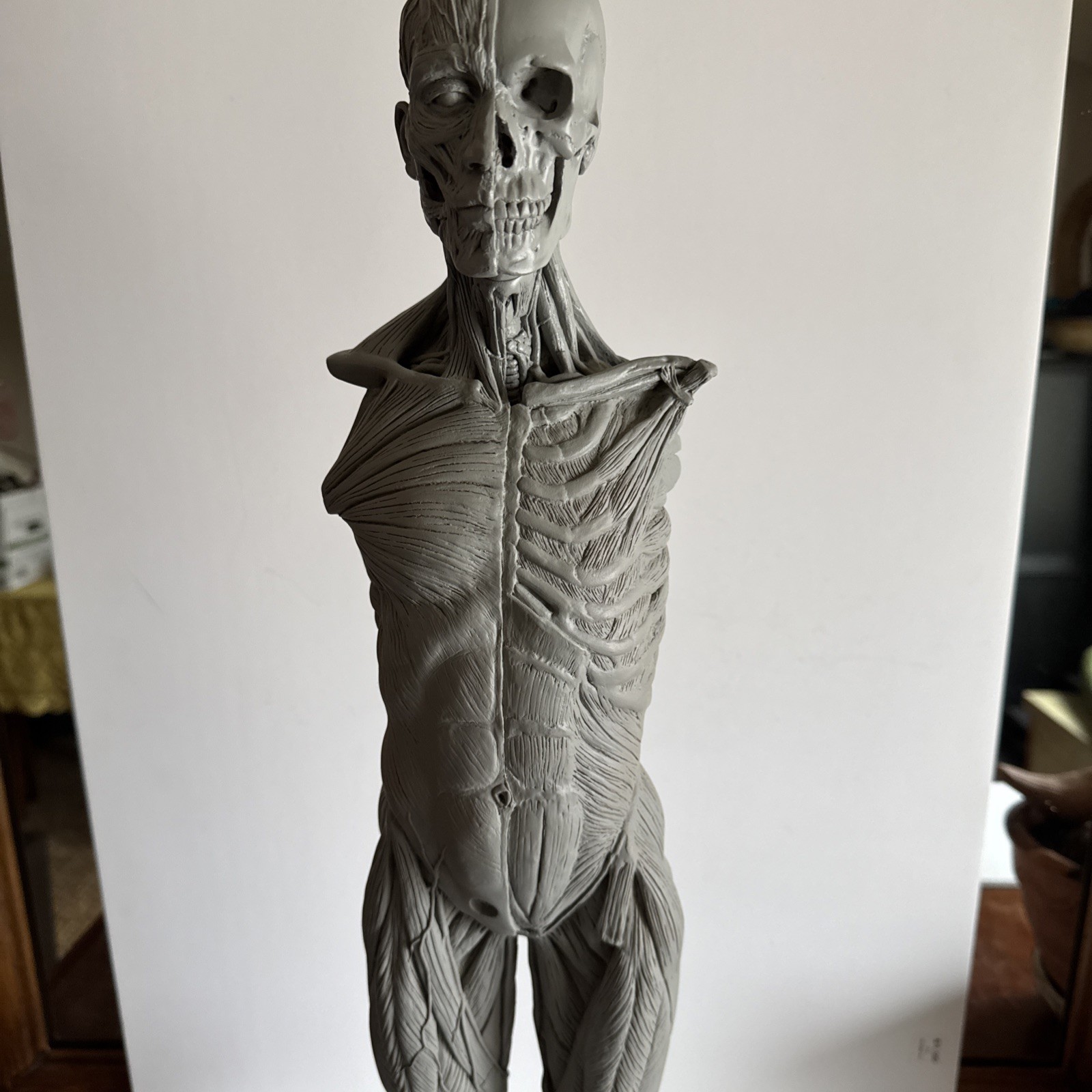 Andrew Cawrse Male Human Anatomy Model 2009 anatomy tools