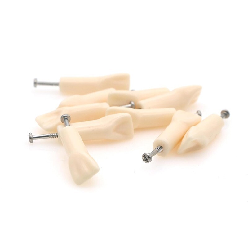 Dental Typodont Replacement Screw-in Teeth Model Resin Teeth for Teaching Study