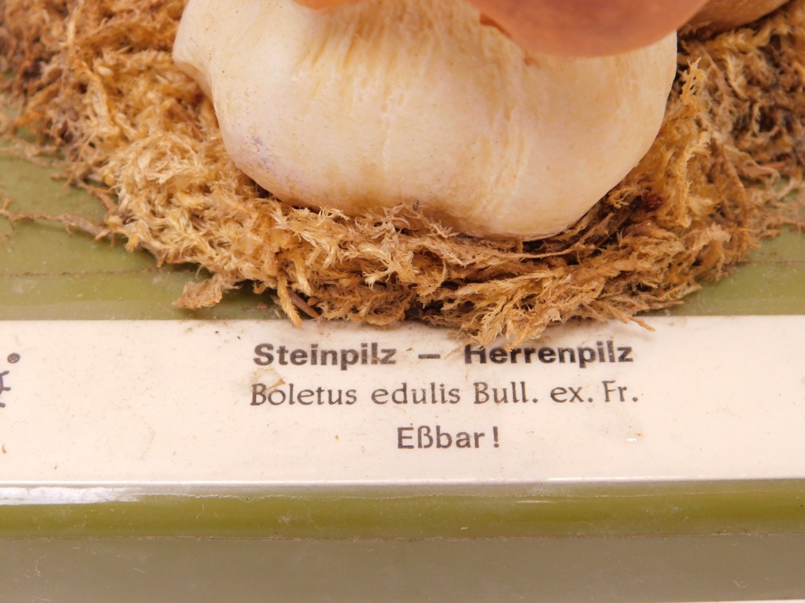 VTG SOMSO Steinpilz Mushroom Educational Model Germany Herrenpilz Stone w Box