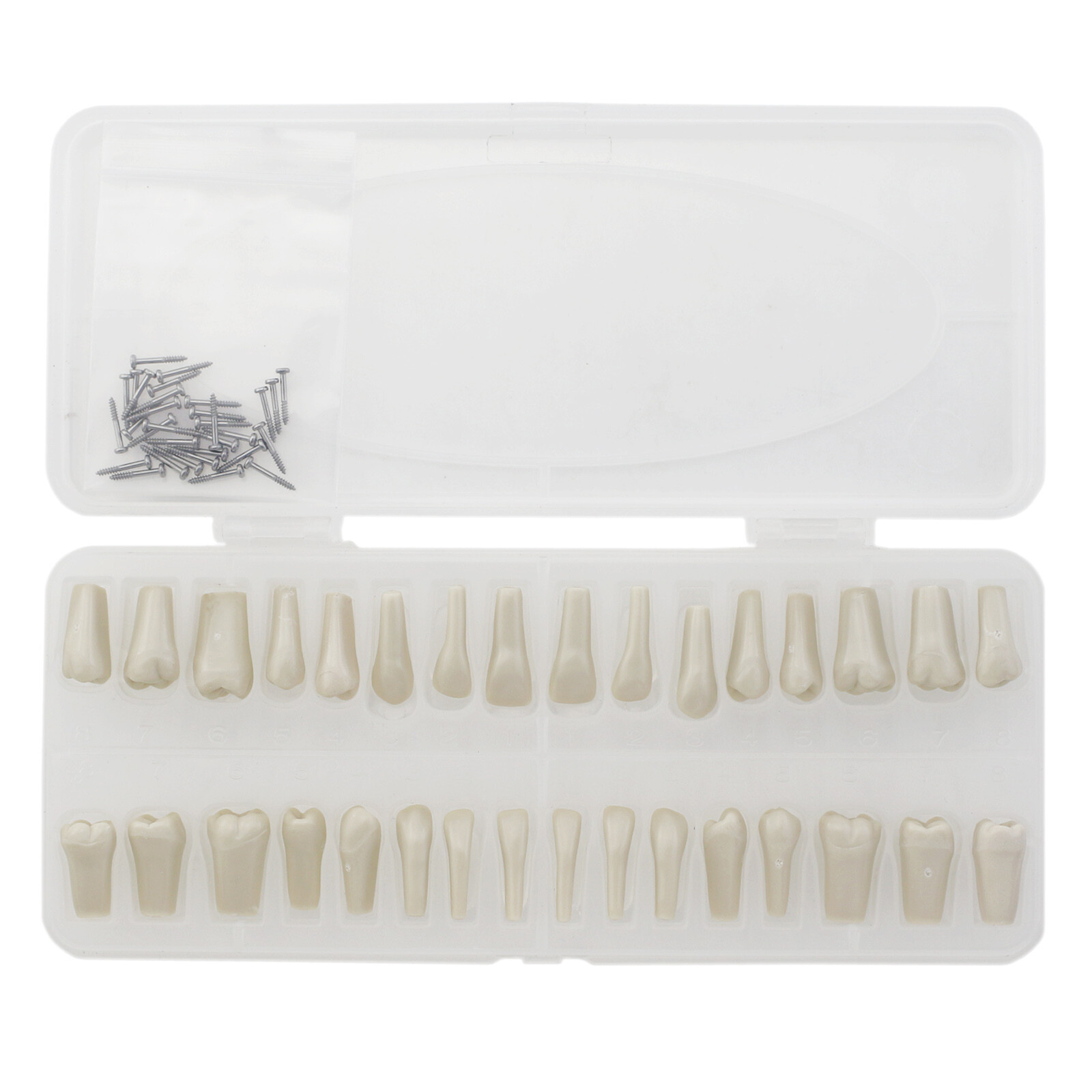 Dental Columbia 860 Style Typodont Model Mounting Pole Replacement Teeth 32 Pcs