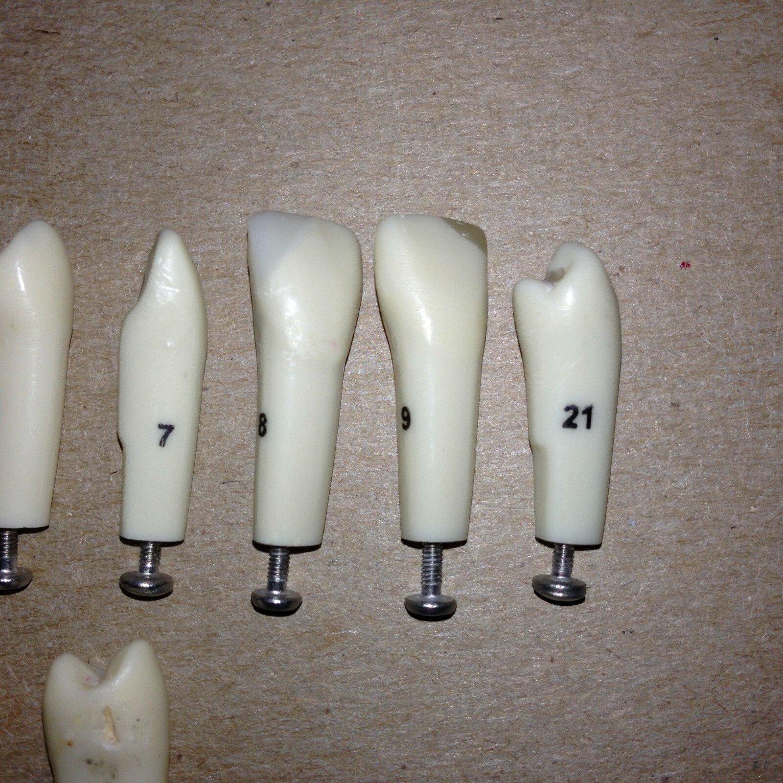 Typodont Teeth Lot Of 10 #s 2 4 5 7 8 9 21 Unumbered (2) Dental School Lab
