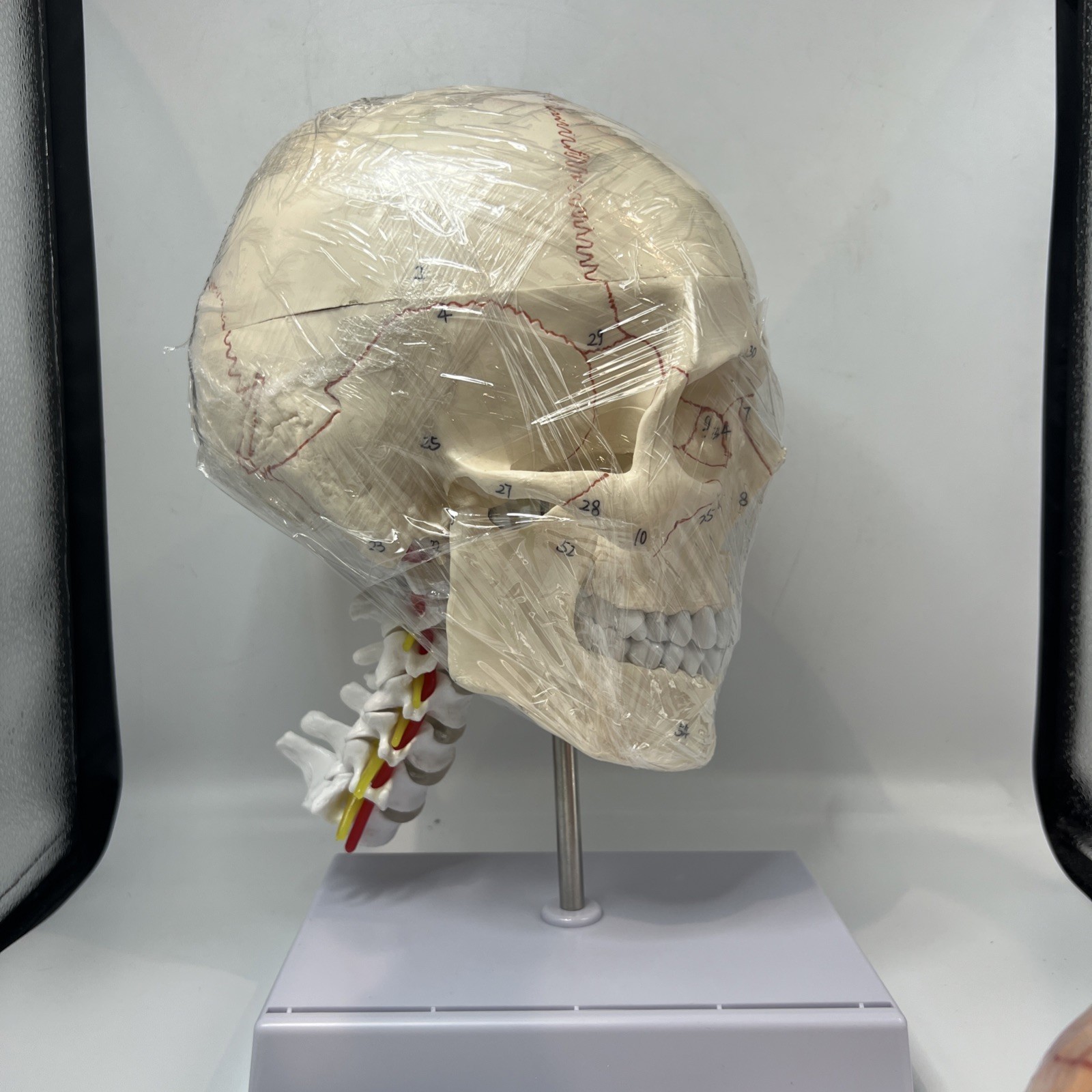 Human Skull with Brain & Cervical Vertebra Anatomical Model Life Size – 11 Piece