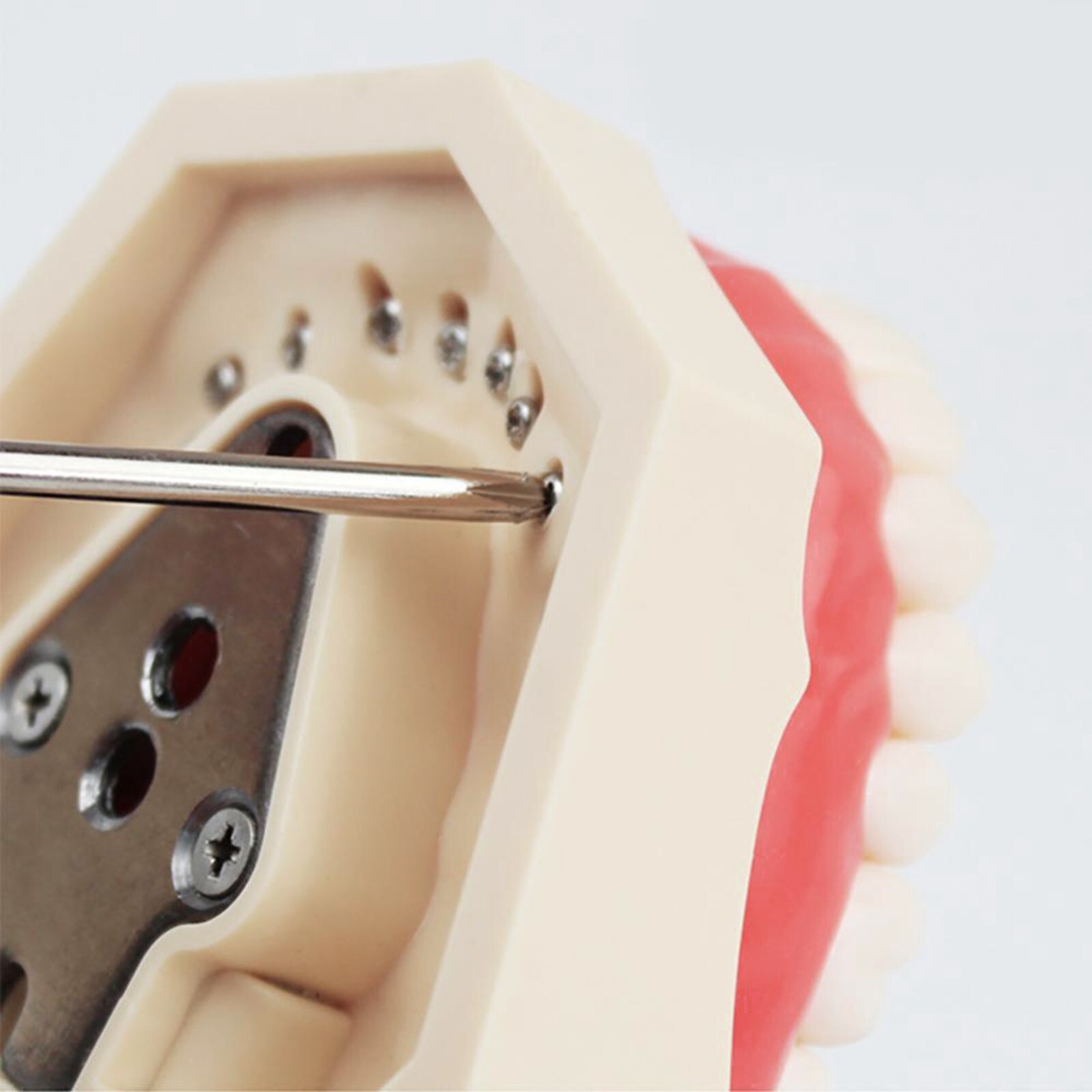 Dental Model With Screw-in Teeth fit Kilgore NISSIN 200/500 Type Typodont Model
