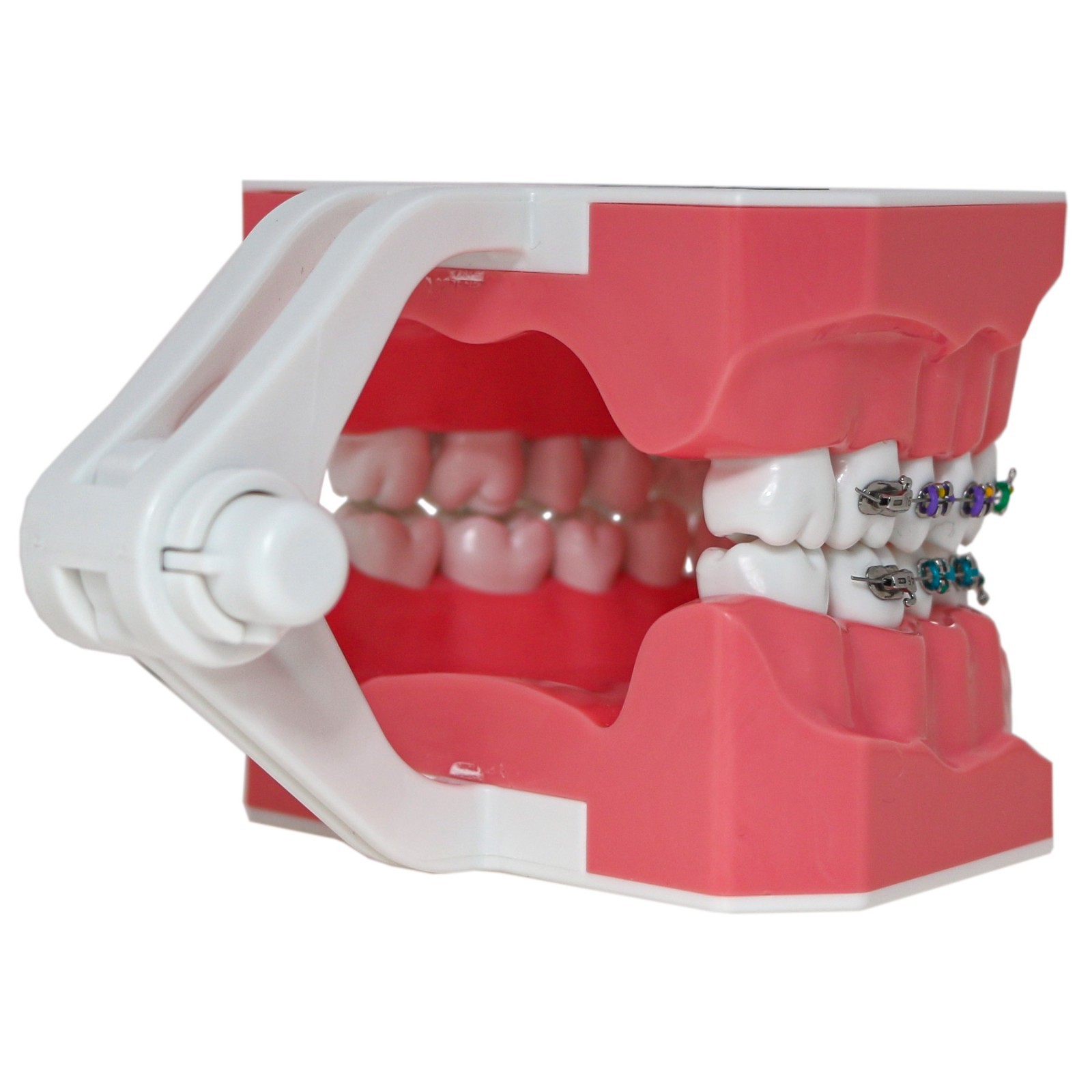 US Dental 1:1 Typodonts Orthodontic Teeth Model with Brackets Teach Study Demo