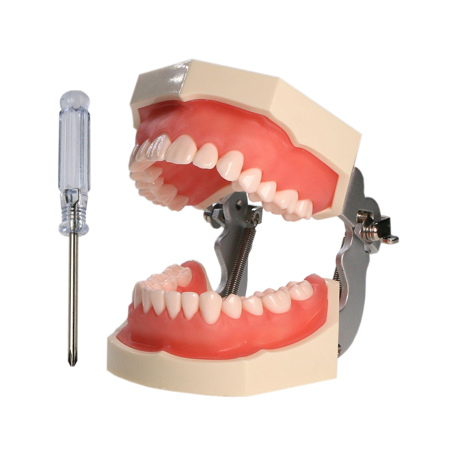 Dental Endo Root Canal Practise Typodont Kilgore Nissin Type 28Pcs Teeth Model