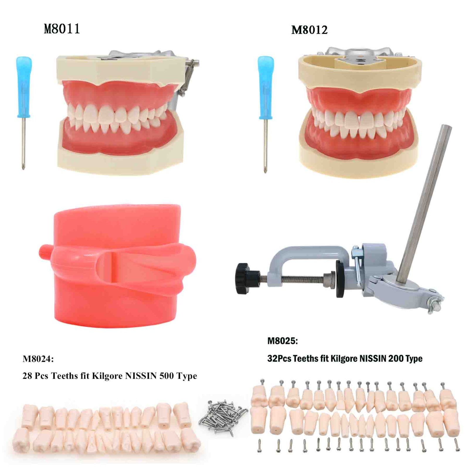 Kilgore Nissin 200/500 Dental Typodont Model With Removable Teeth Mounting Pole