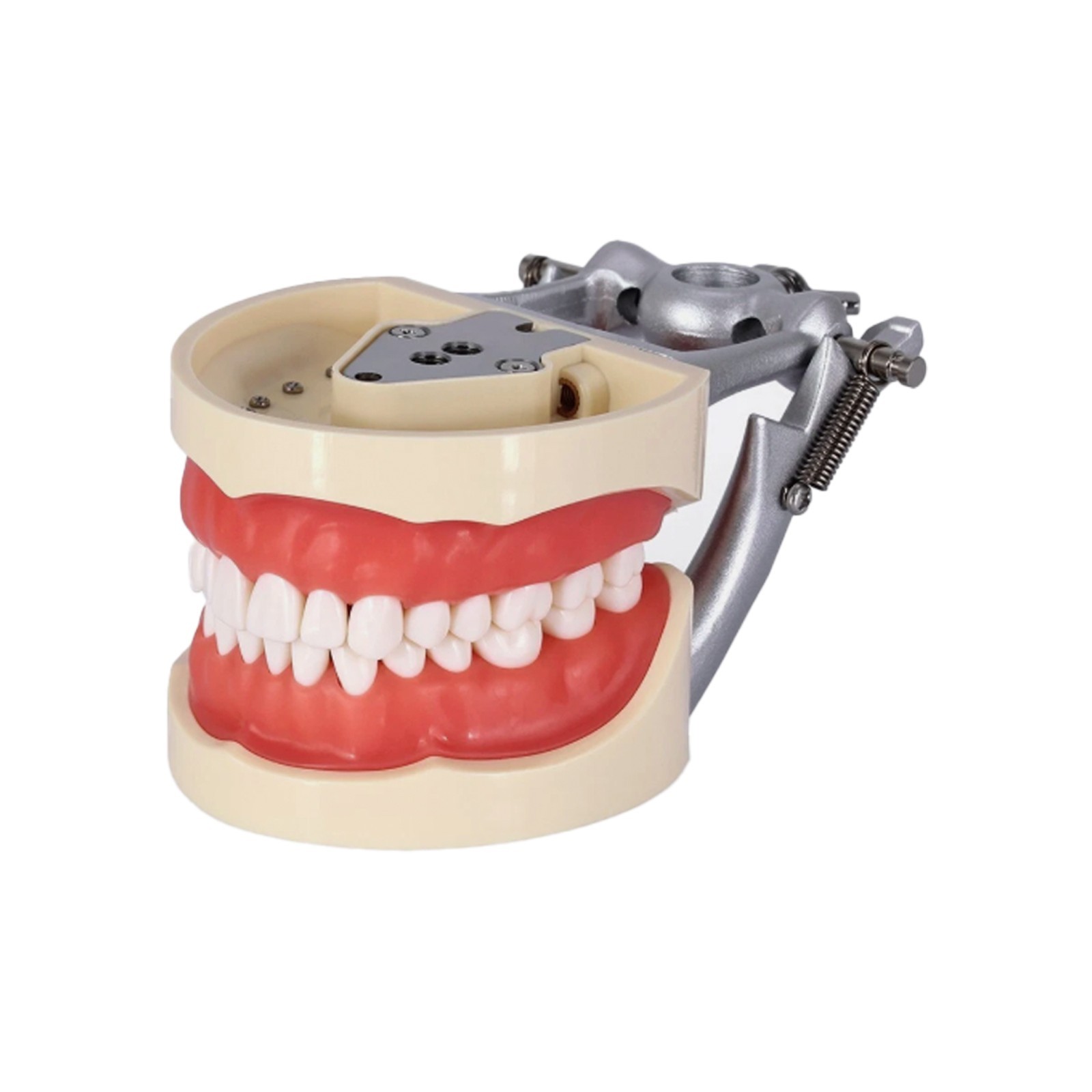 Kilgore Nissin 200 Type Dental Typodont 32Pcs Teeth Model Screw-in Replacement