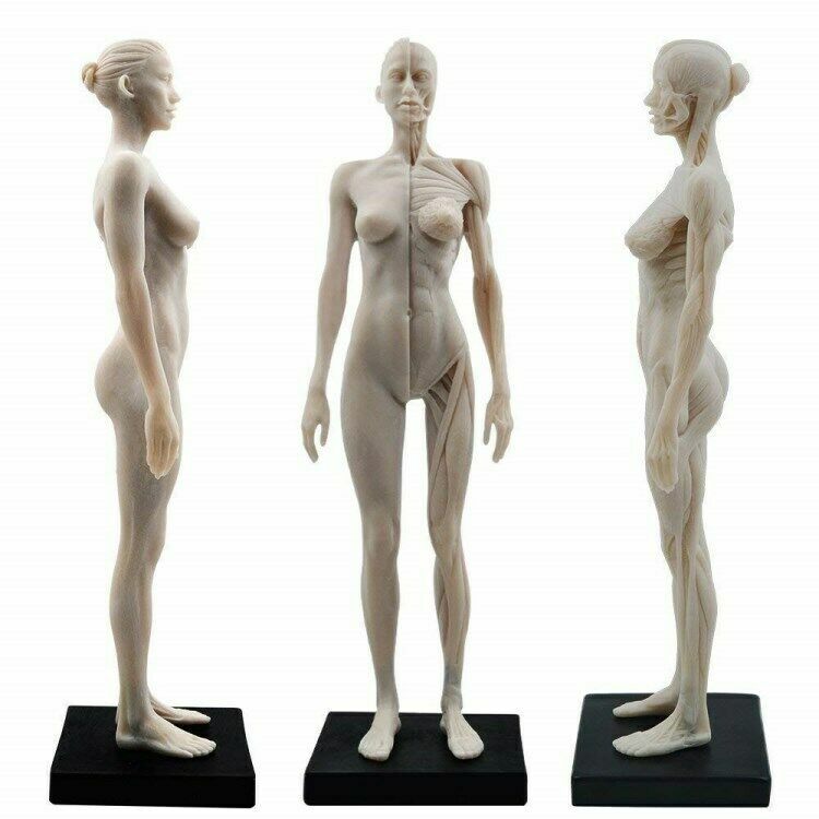 Human Anatomical Model Art Mannequin Musculoskeletal Structure Male+Female US