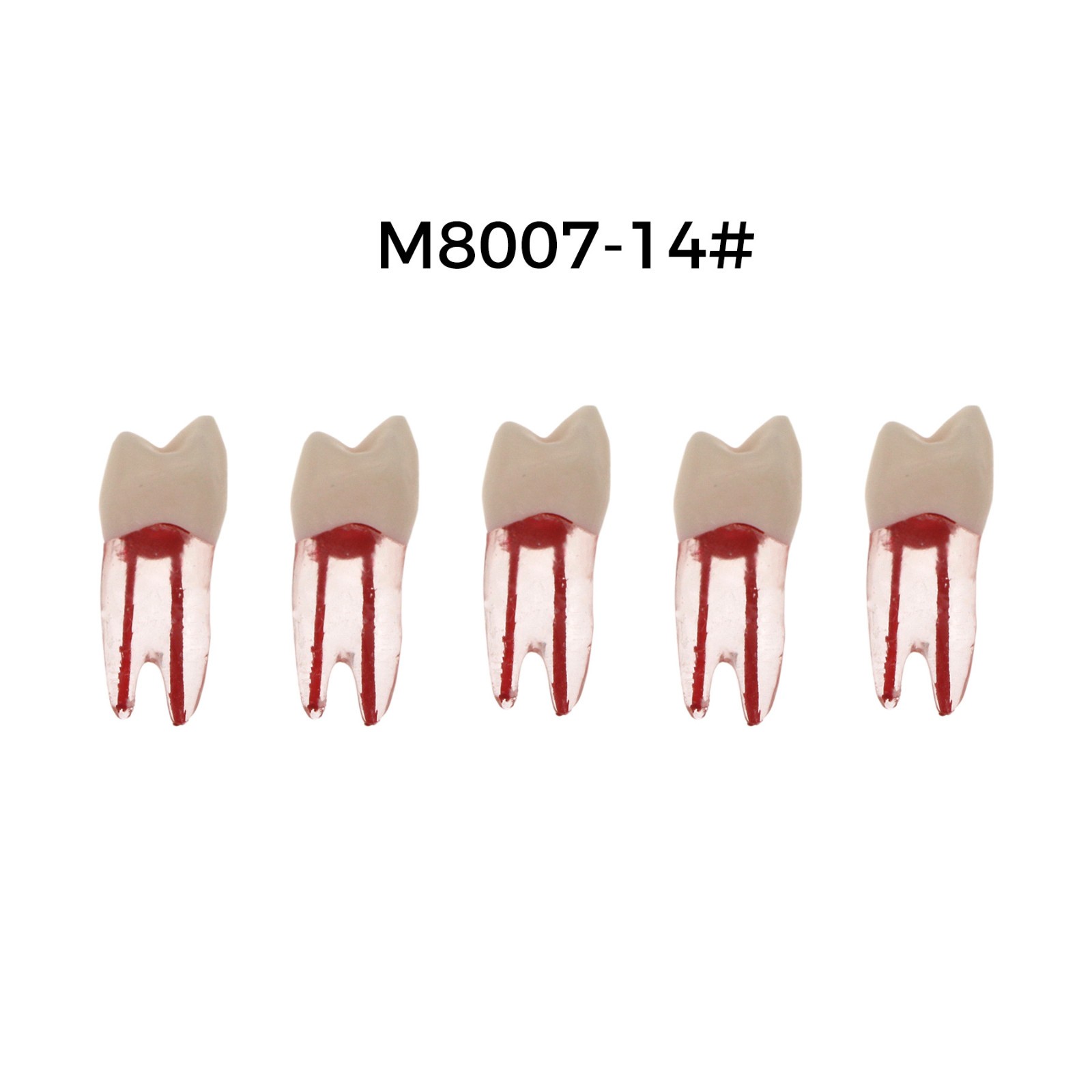 5Pcs Dental Endodontic Root Canal RCT Practice Pulp Cavity Endo Teeth Tooth 8007