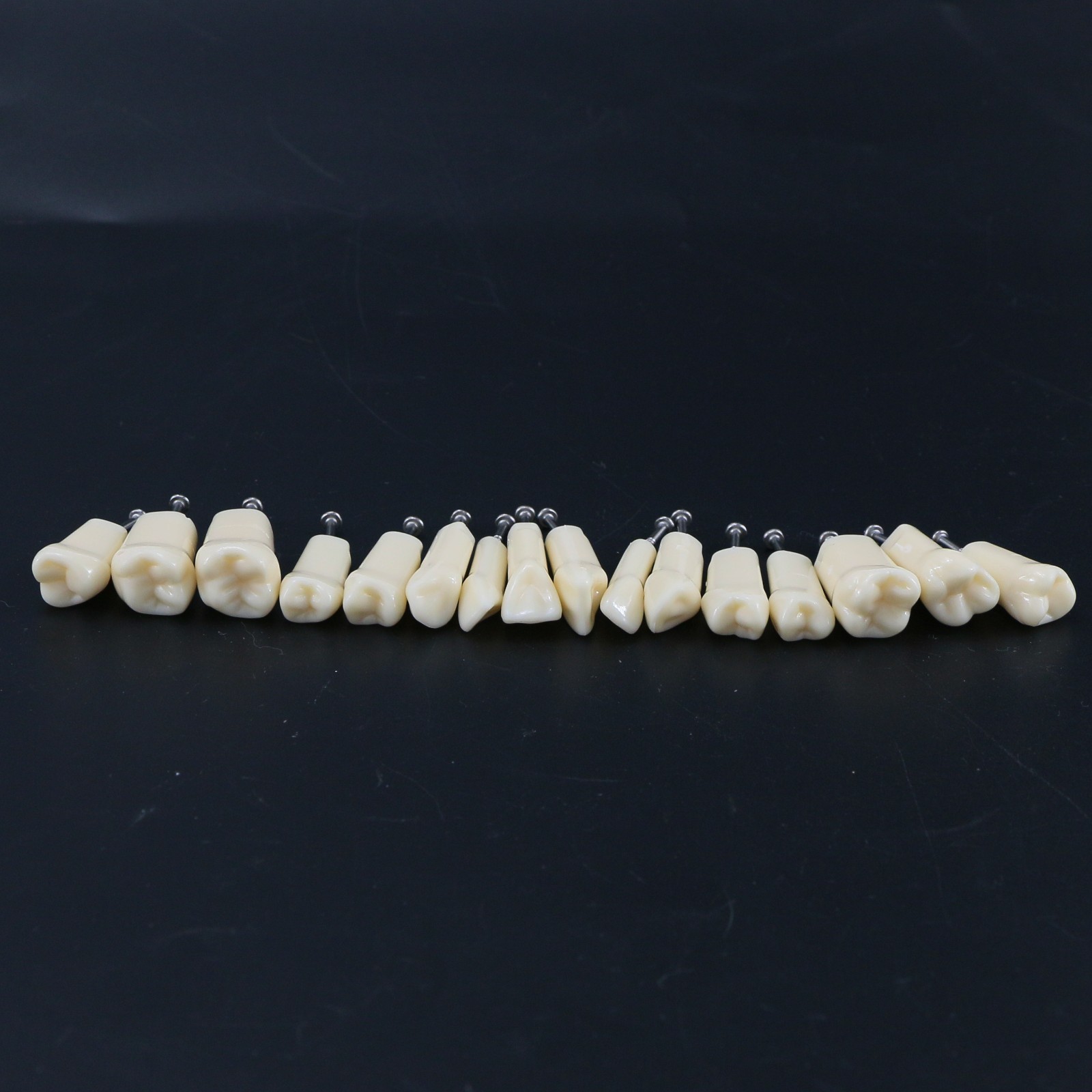 US Kilgore Nissin 200/500 Type Dental Typodont Model Removable Teeth & Screws