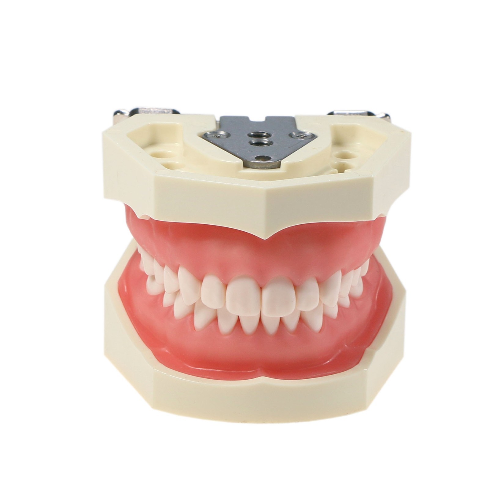 US Dental Typodont Teeth Model Mounting Pole Fit Columbia Kilgore Nissin Frasaco
