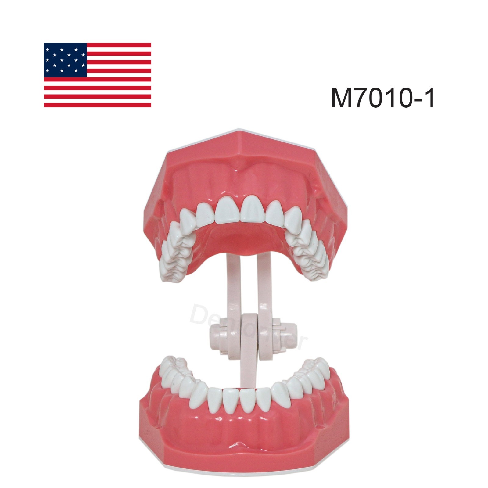 US 1:1 Typodont Teeth Model M7010-1 for Brushing Flossing Practice Teaching