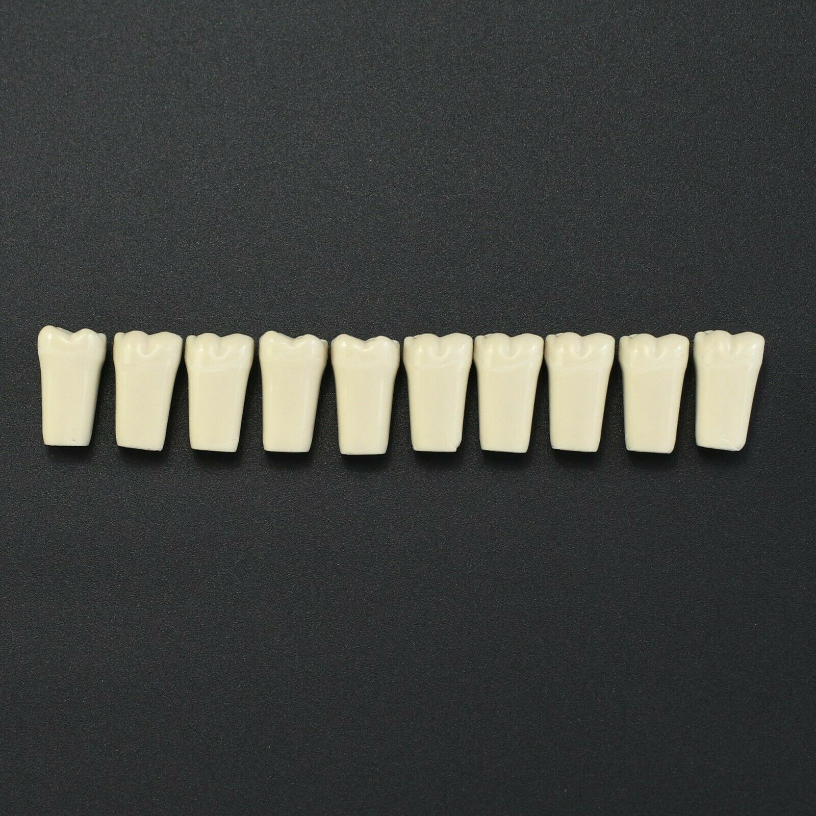 10Pcs/lot Dental Typodont Teeth Replacement Individual Teeth Fit Columbia 860