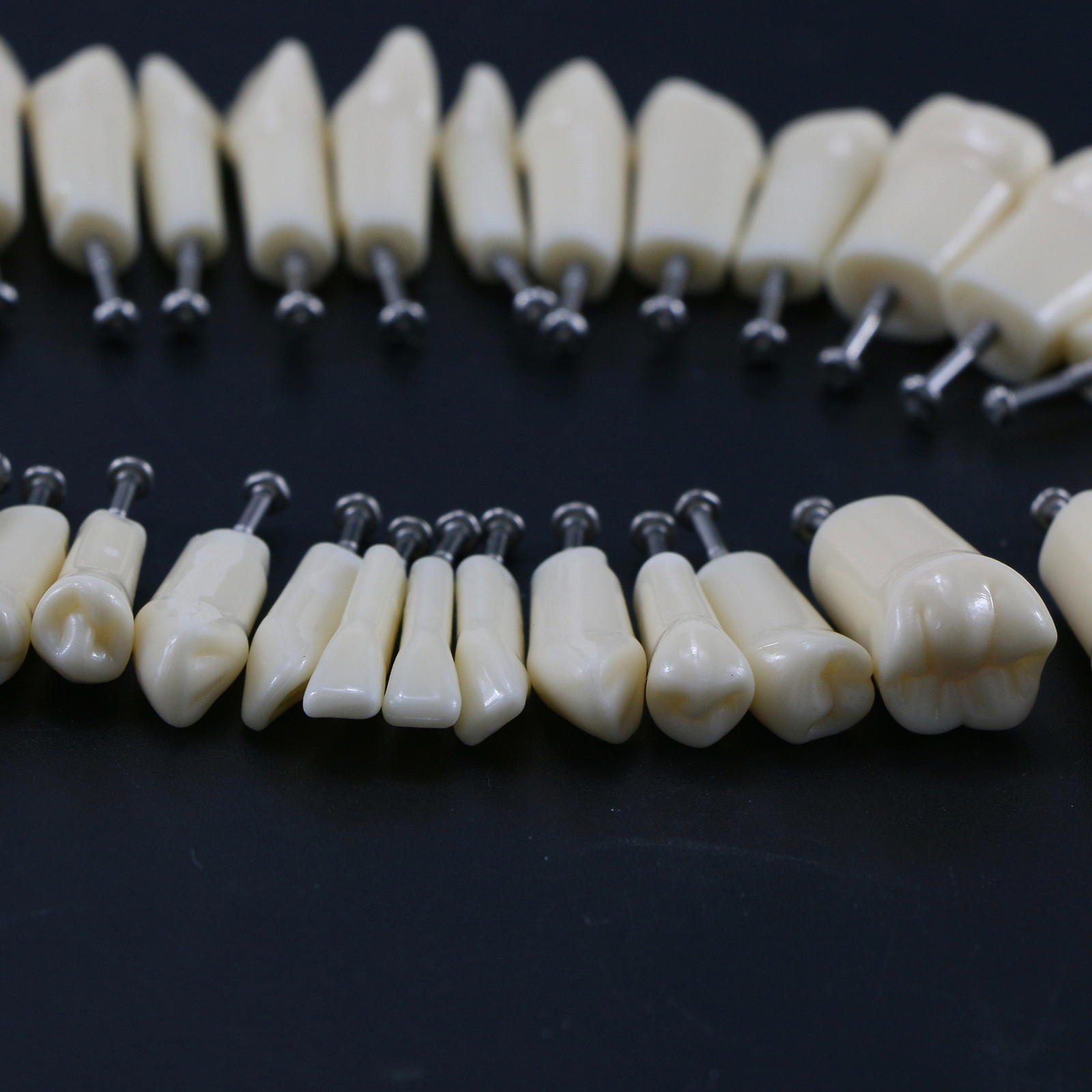 Dental Typodont Replacement Screw-in Teeth Model fits Kilgore NISSIN 200/500Type