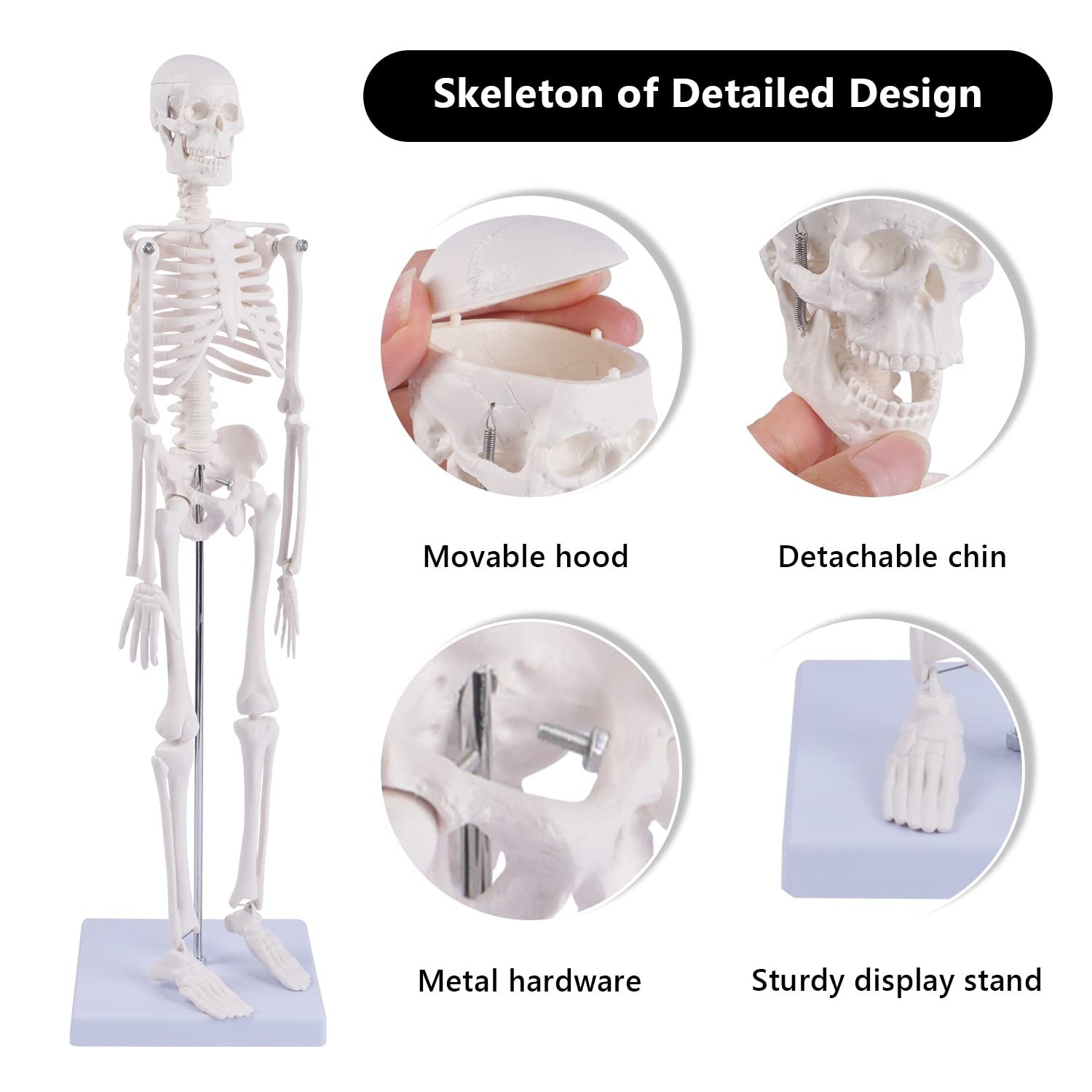 17″ Mini Human Skeleton Model – Anatomical Study Tool with Movable Arms & Legs,