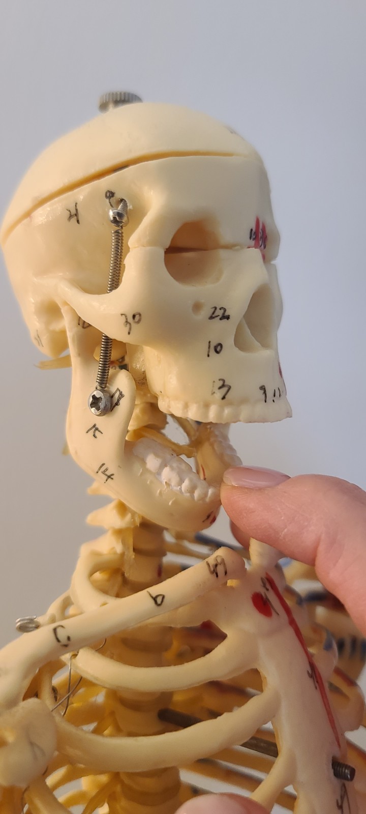 VINTAGE MEDICAL MODEL 27″ SKELETON ON METAL STAND