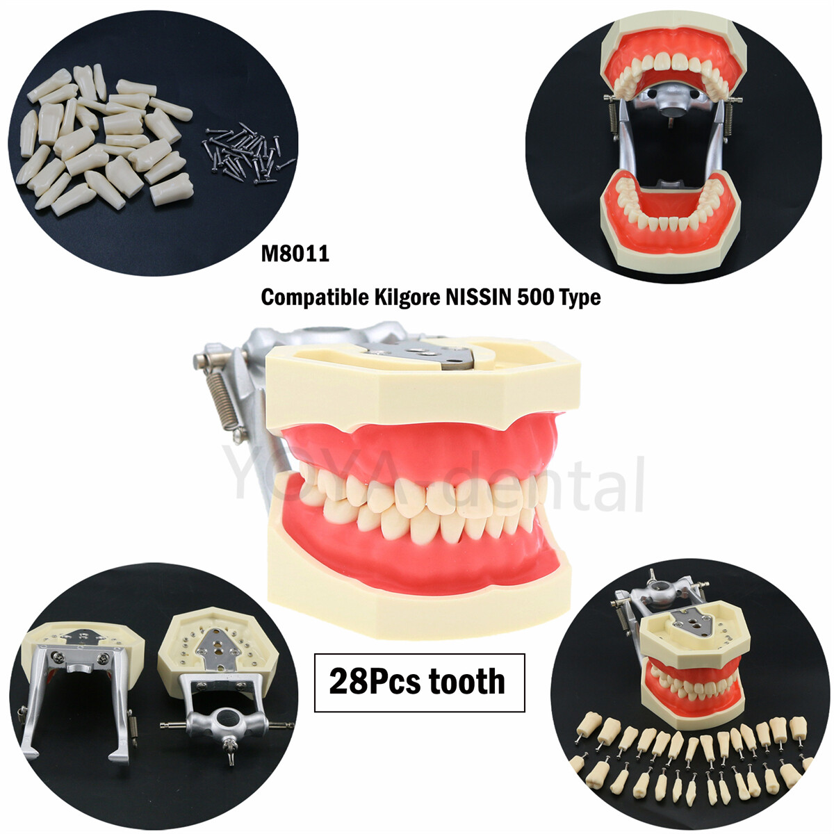 Dental Teeth Model For Kilgore NISSIN 500/200Screw-in Removable Teeth 28/32Pcs