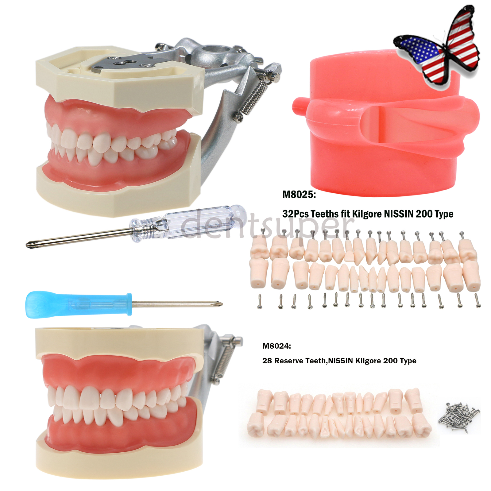 US Dental Kilgore NISSIN Type 28/32Pcs Teeth Typodont Model With Removable Teeth
