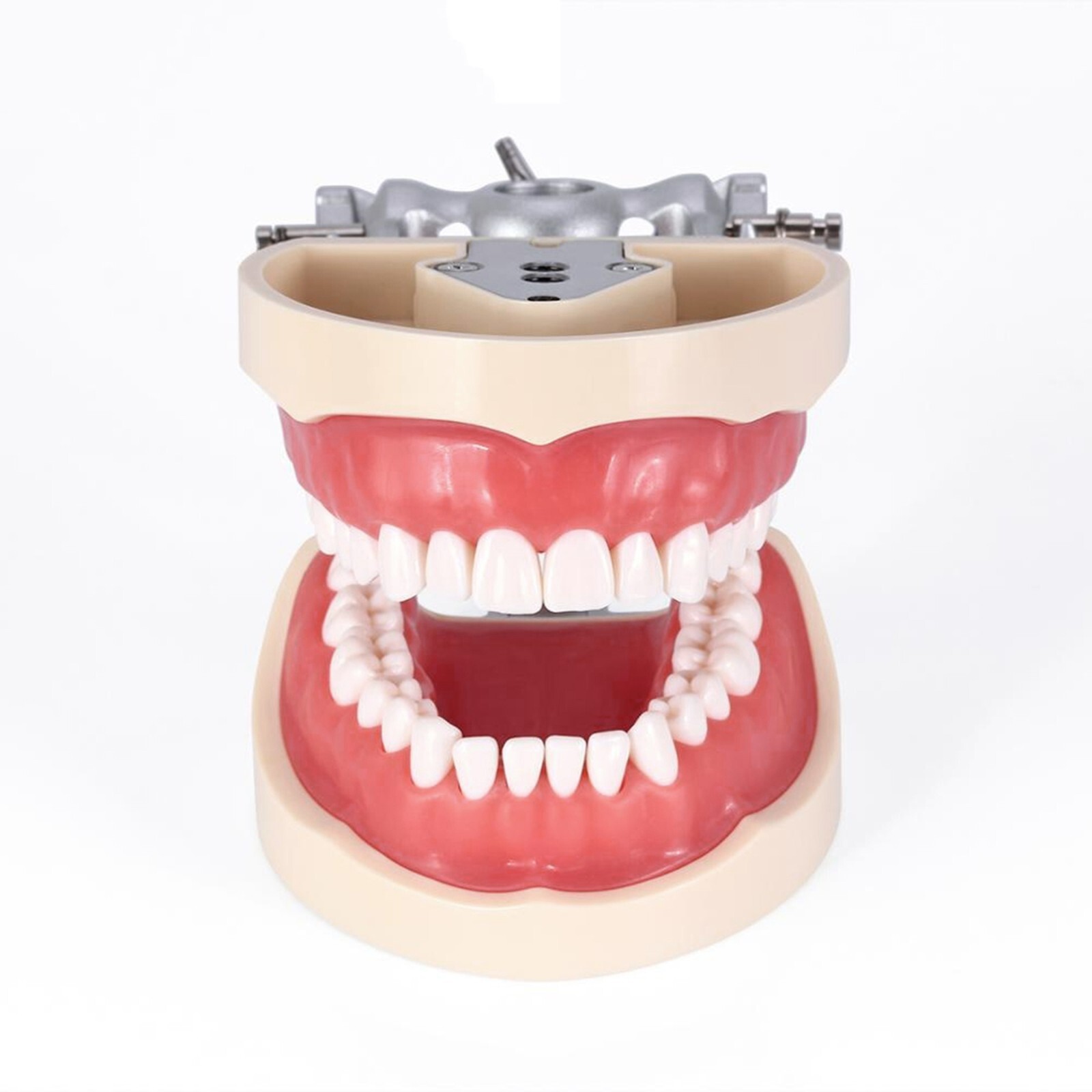 Dental Model With Screw-in Teeth fit Kilgore NISSIN 200/500 Type Typodont Model