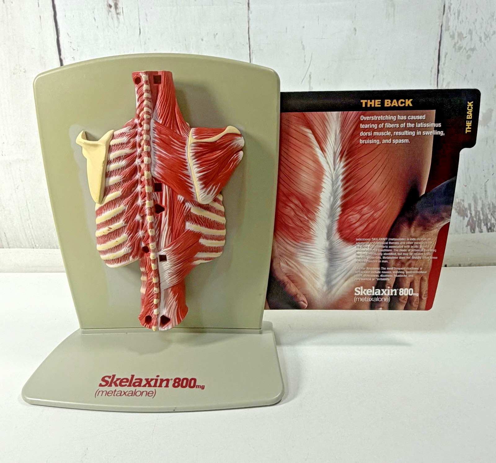 VINTAGE 2006 MEDICAL ANATOMICAL HUMAN SPINE BACK MODEL PHYSICIAN OFFICE DISPLAY