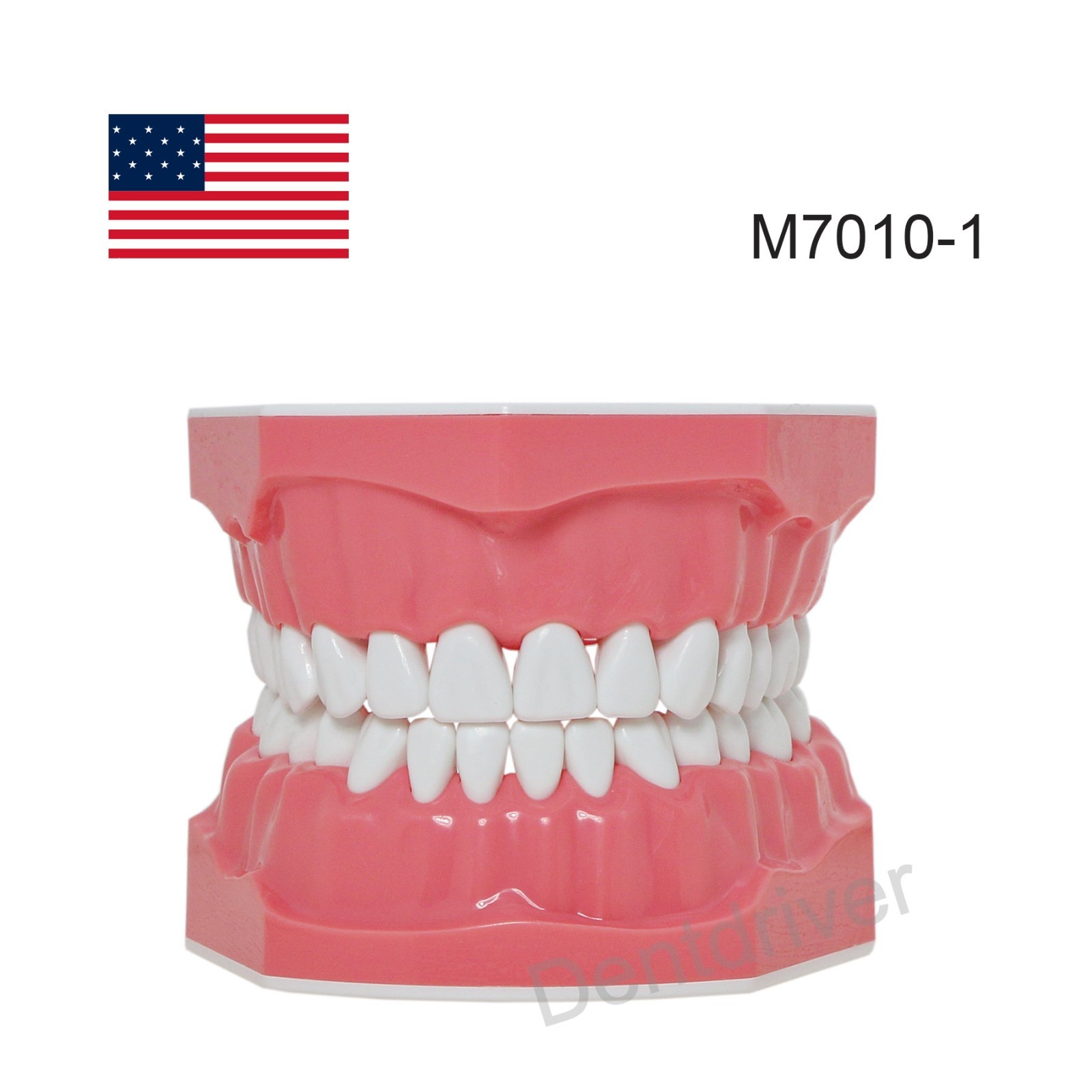 US 1:1 Typodont Teeth Model M7010-1 for Brushing Flossing Practice Teaching