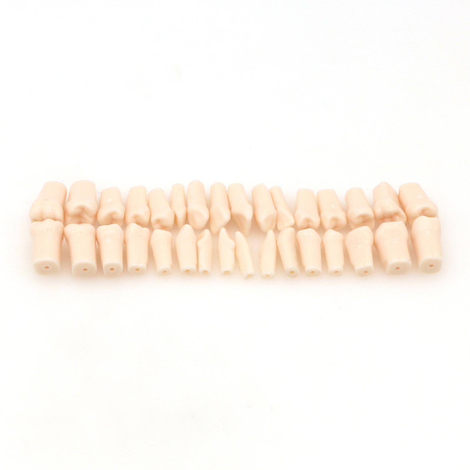 Dental Typodont Teeth Model With Removable Teeth fit Kilgore NISSIN 200/500 Type
