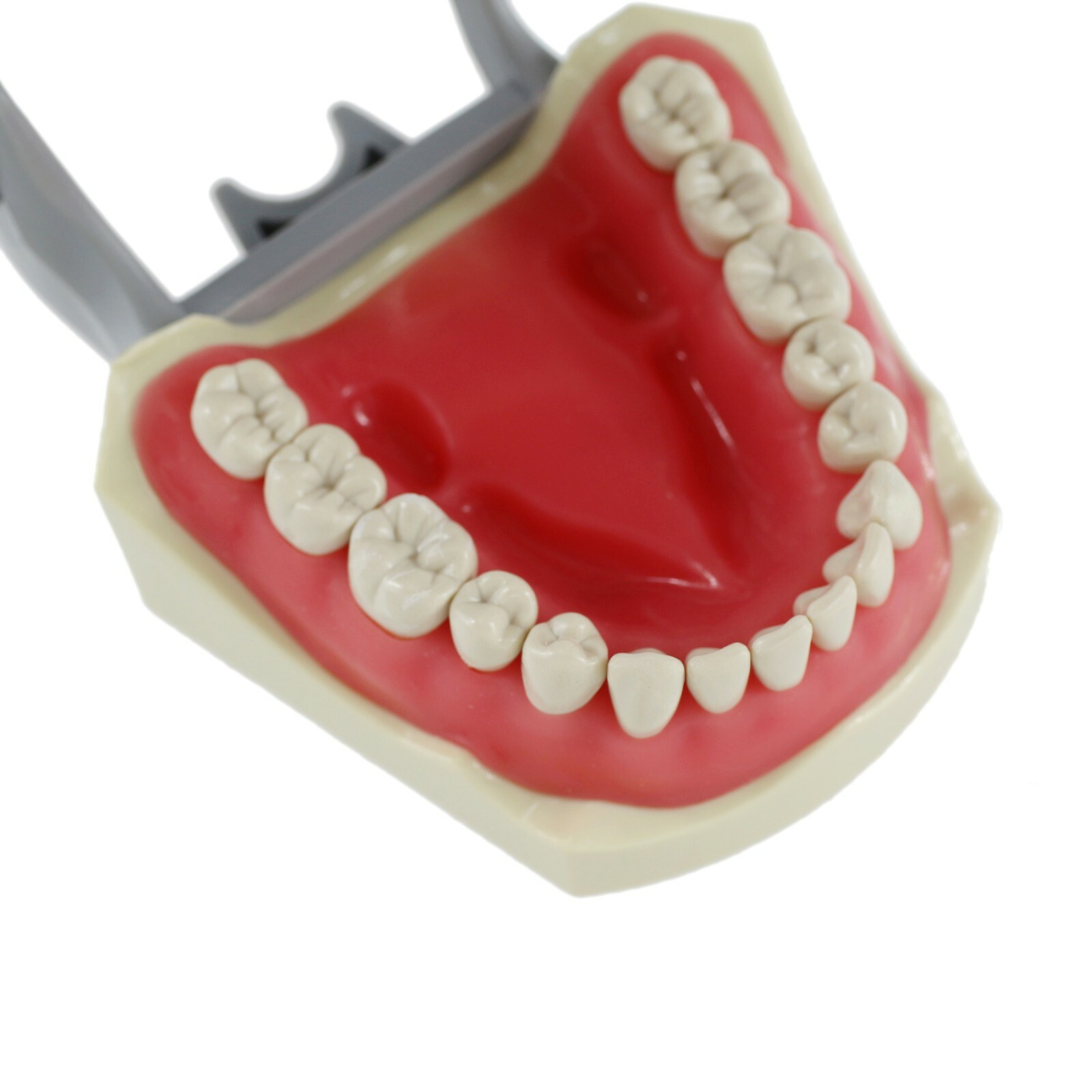 Dental Columbia 860 Style Typodont Model Mounting Pole Replacement Teeth 32 Pcs