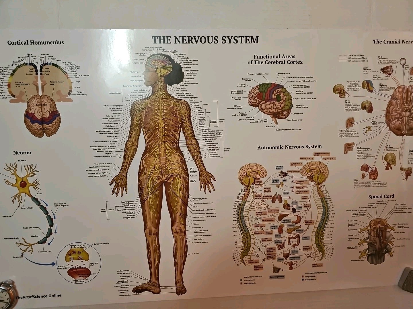 The Nervous System – 2 Sided Medical Poster 29.5″ x 17.5″ In. The Art Of Science