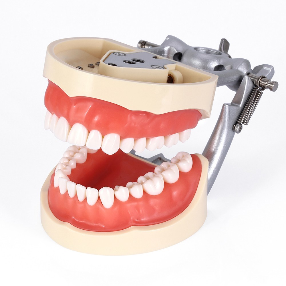 Dental Typodont Model With Removable Screw-in Teeth Anatomical Screw Mounted