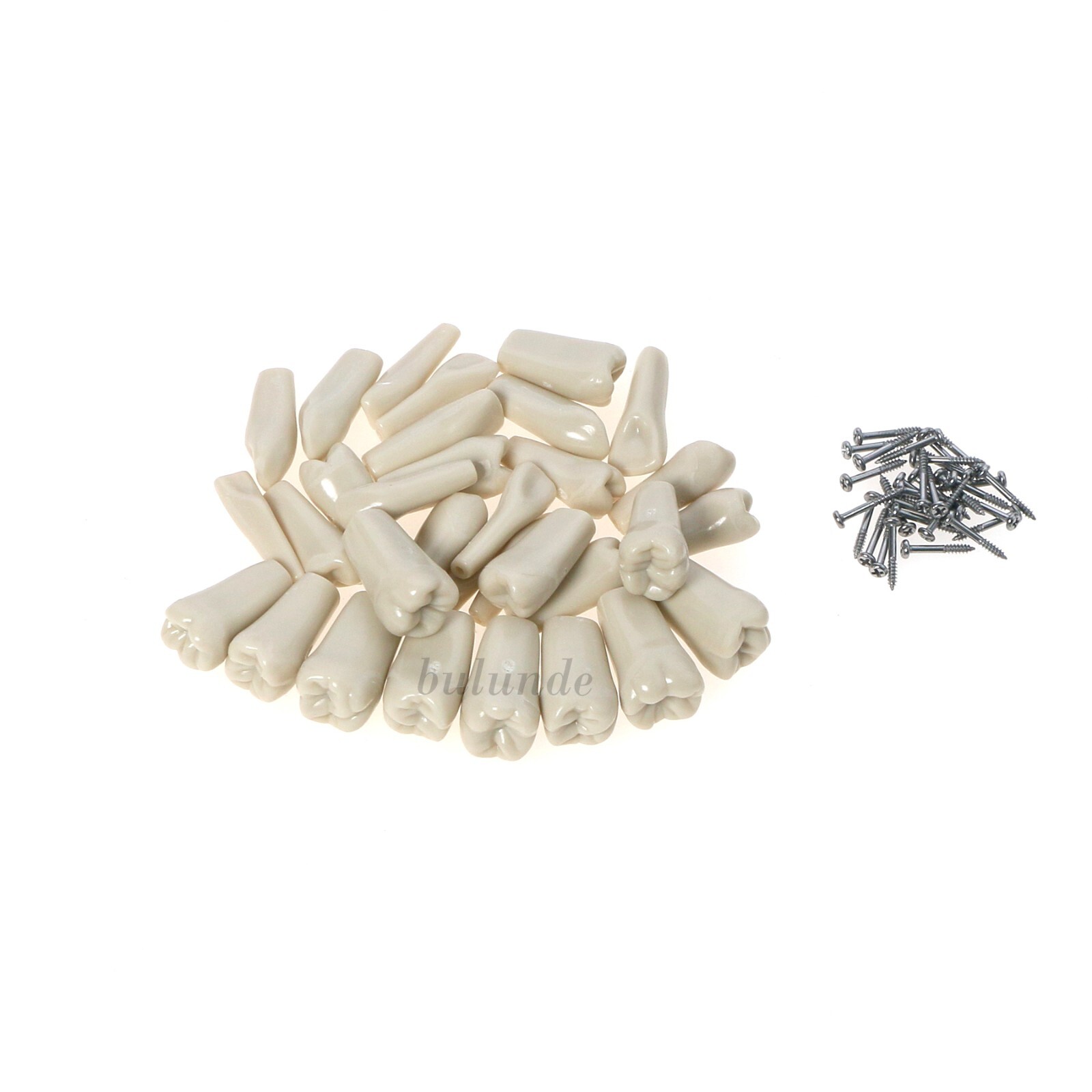 US Dental Columbia Dentoform 860 Type Typodont Model With 32Pcs Removable Teeth