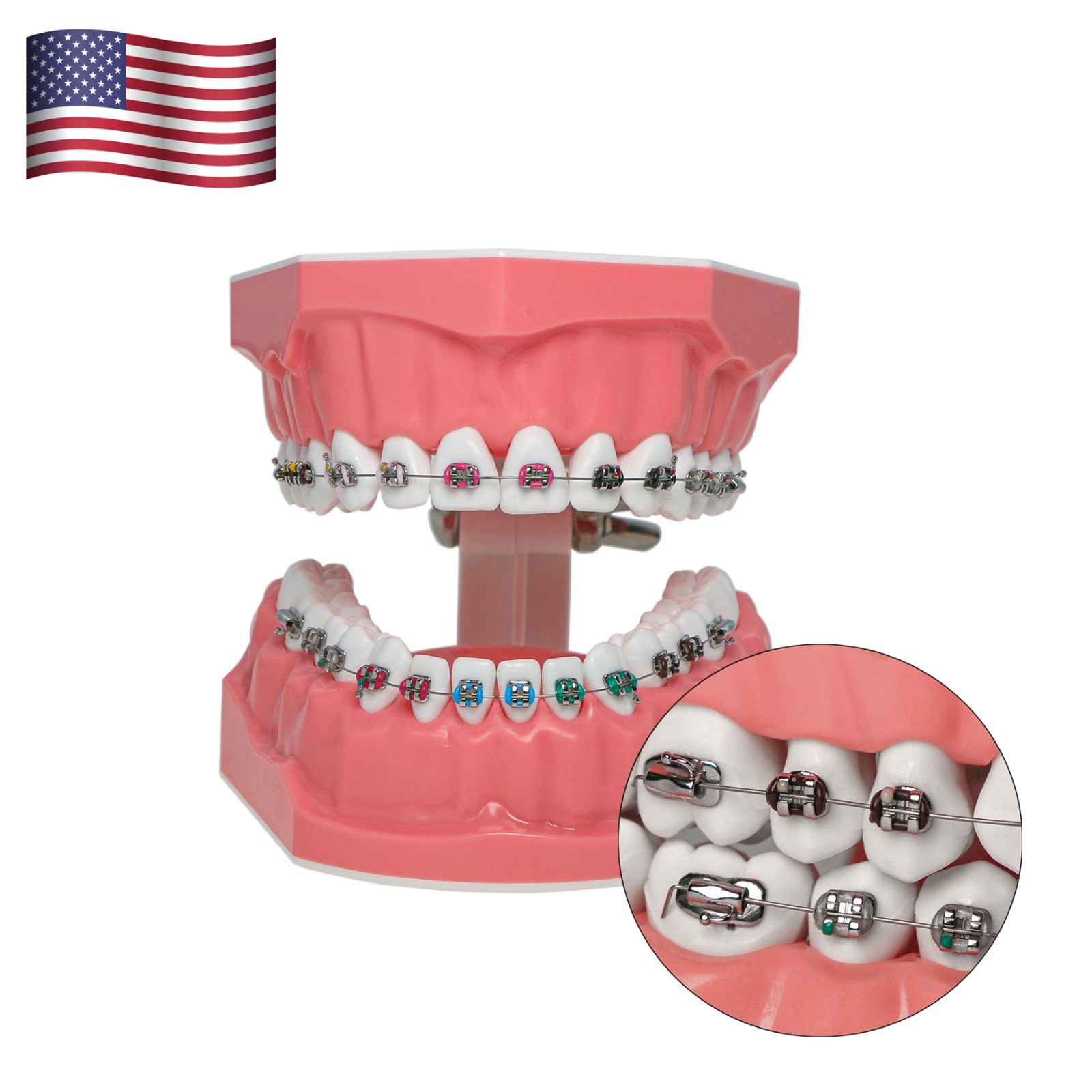 US Dental Orthodontic Typodont 1:1 Teeth Model M7010-2 with Brackets Braces