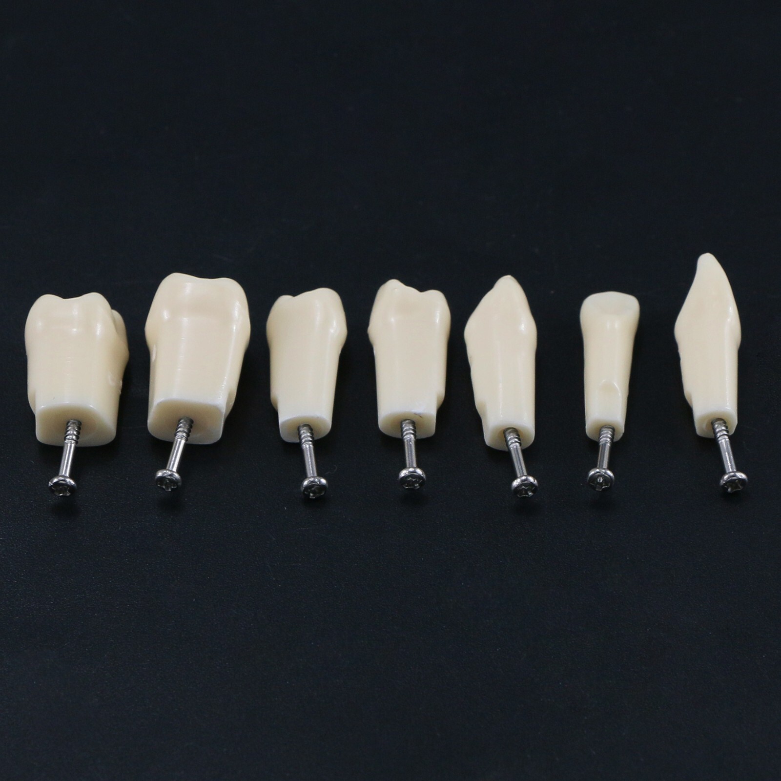 Dental Teeth Typodont Model Replacement Screw-in fit Kilgore NISSIN 200/500 Type