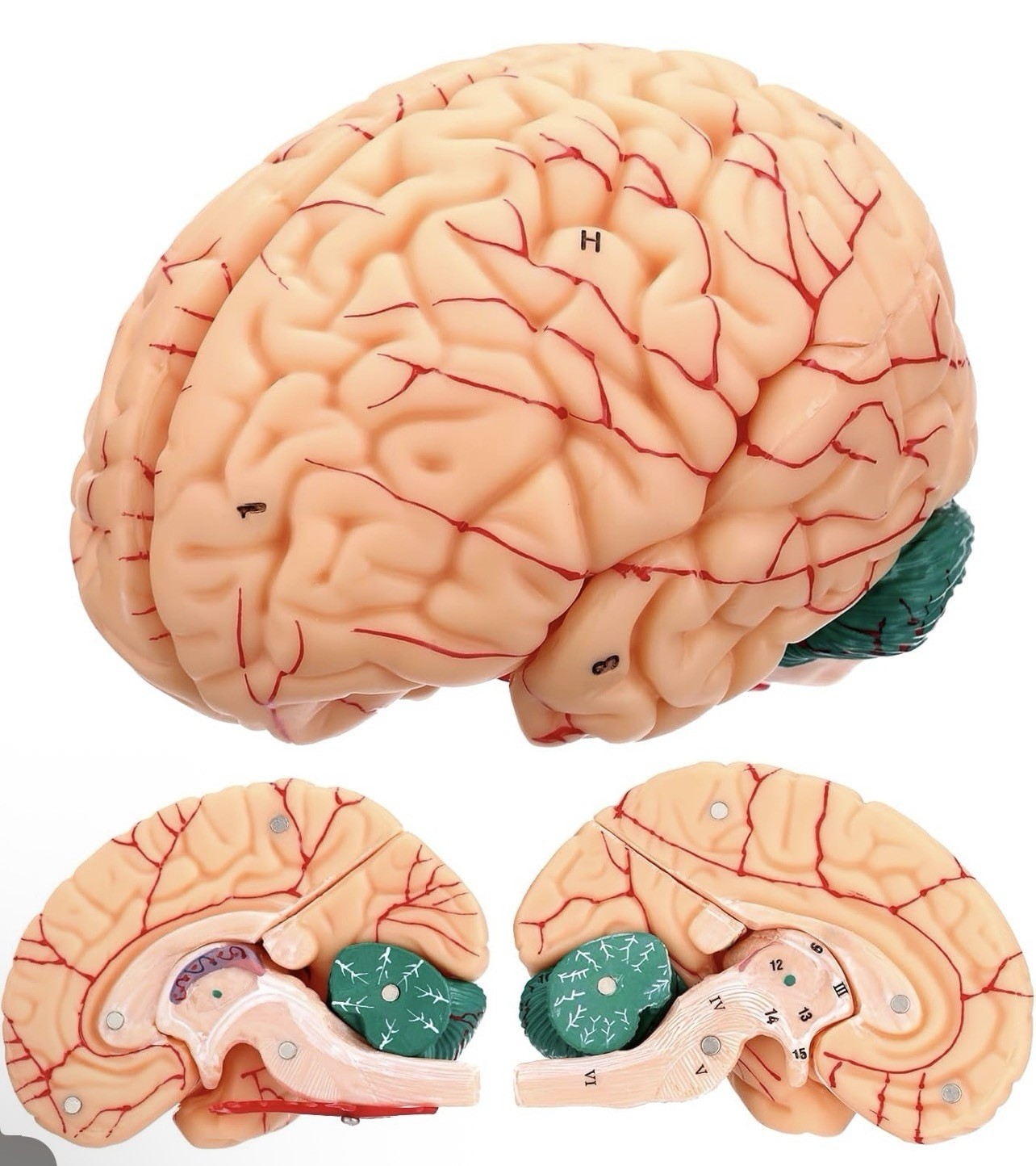 Human Brain Anatomy Model, 8-Part Life Size with Magnetic Detachable Structure
