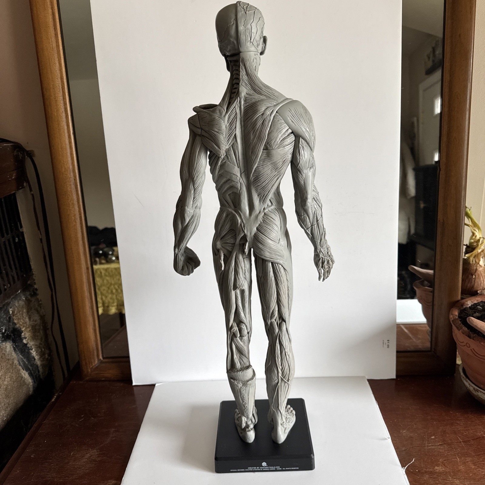 Andrew Cawrse Male Human Anatomy Model 2009 anatomy tools
